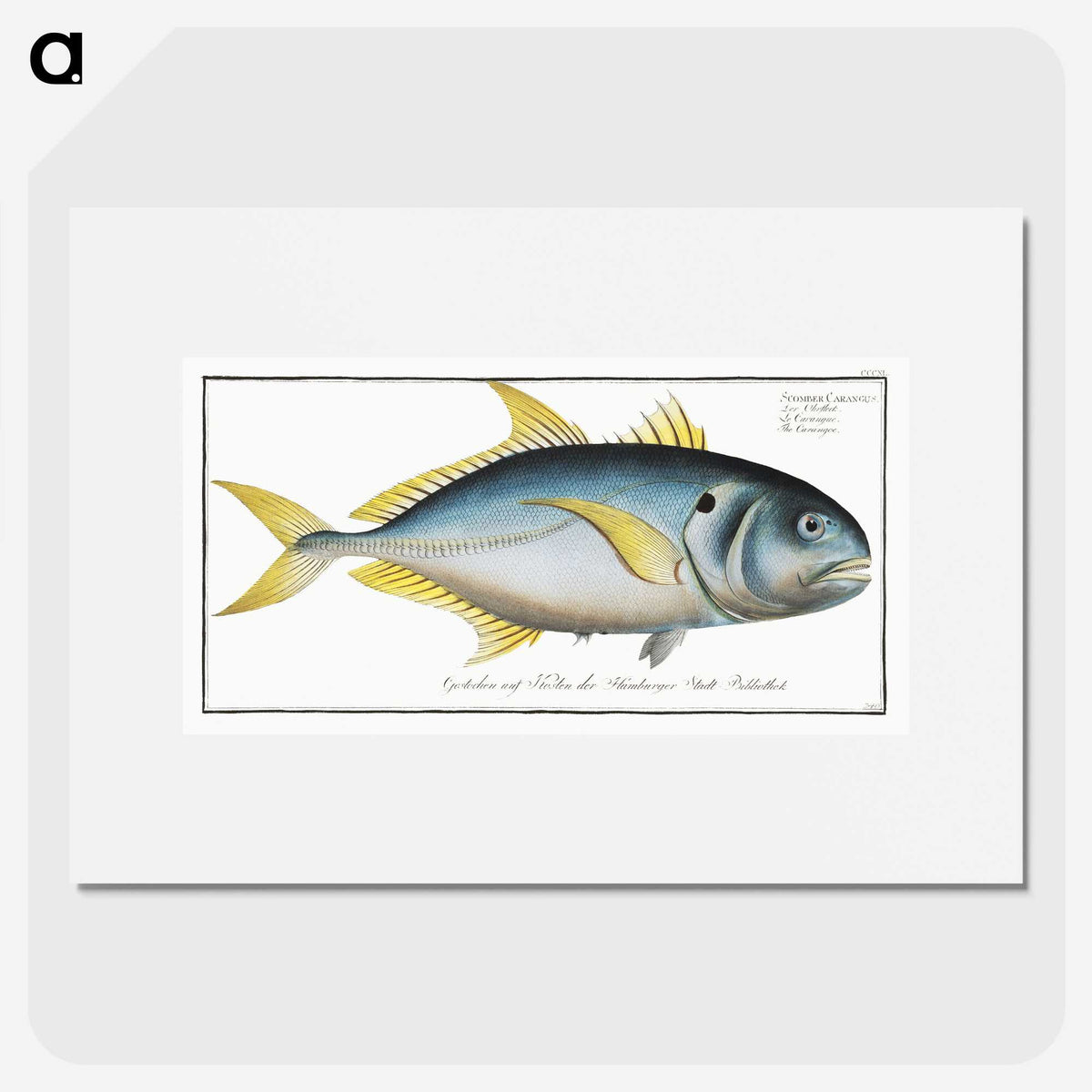 1-34_Ichtyologie-ou-Histoire-naturelle_picture