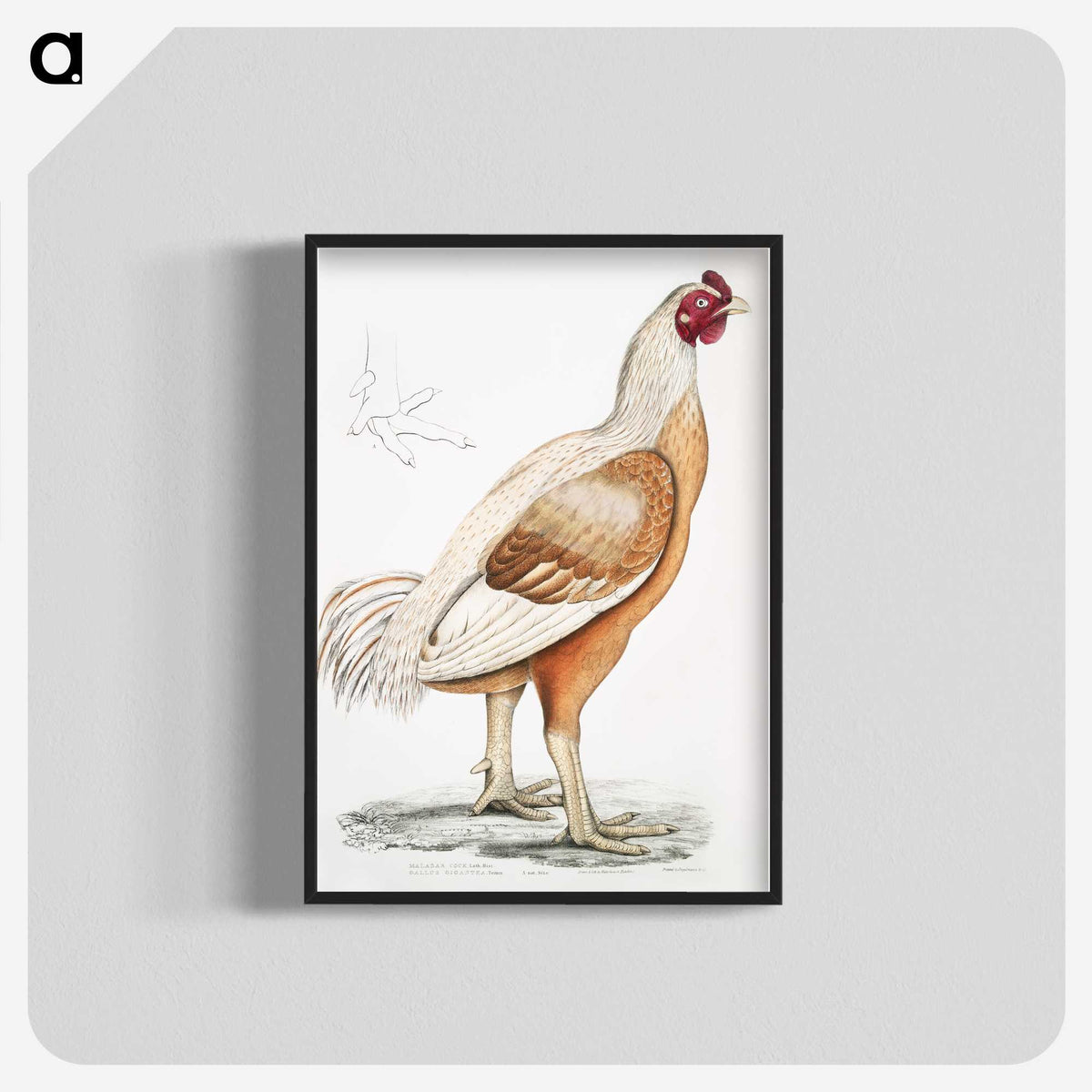 1-34_Indian-Zoology_blk-crop