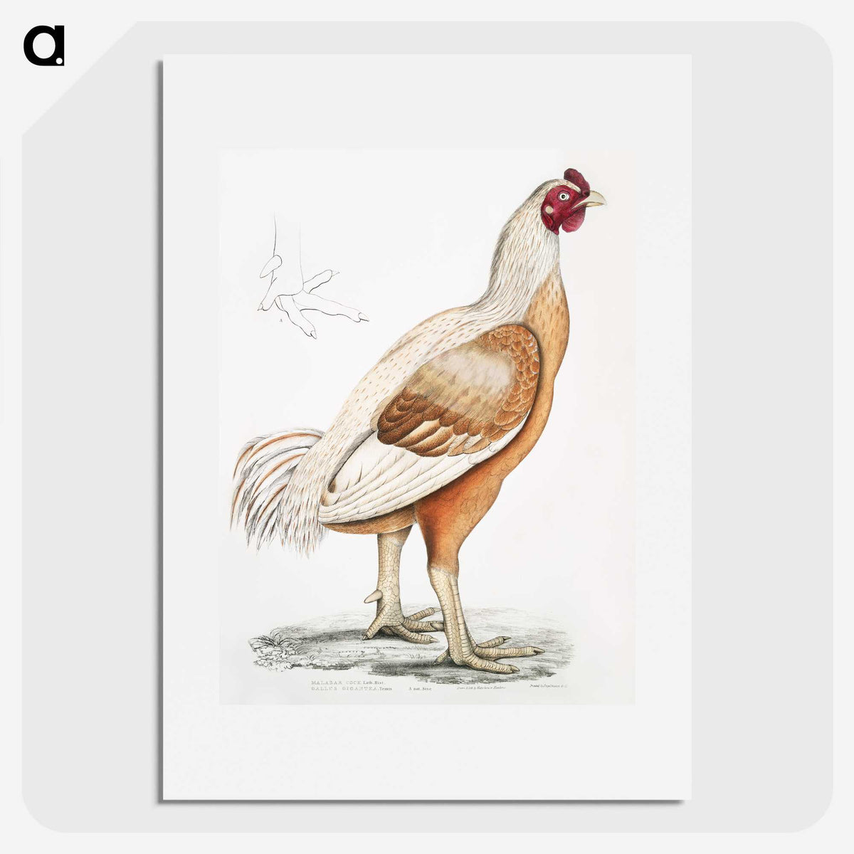 1-34_Indian-Zoology_picture