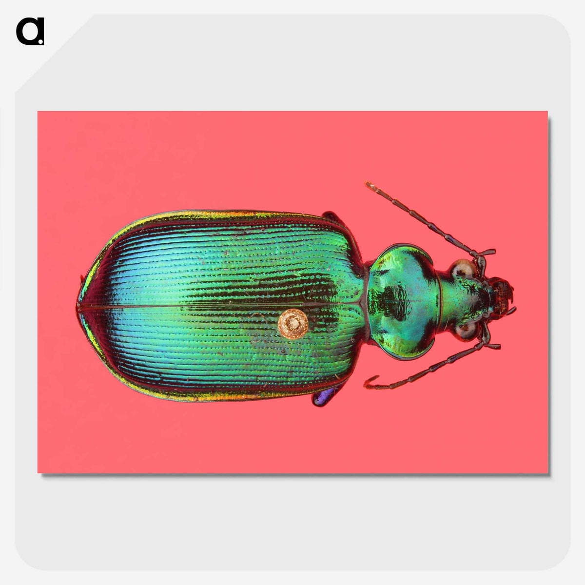 1-34_Insects-Unlocked-Project_picture-crop