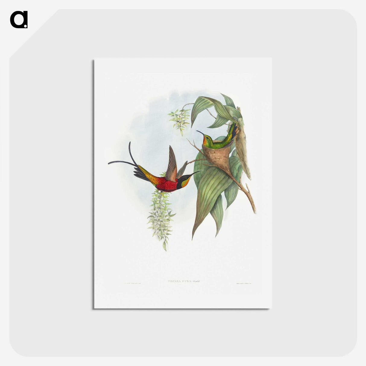 1-34_John-Gould_hagaki