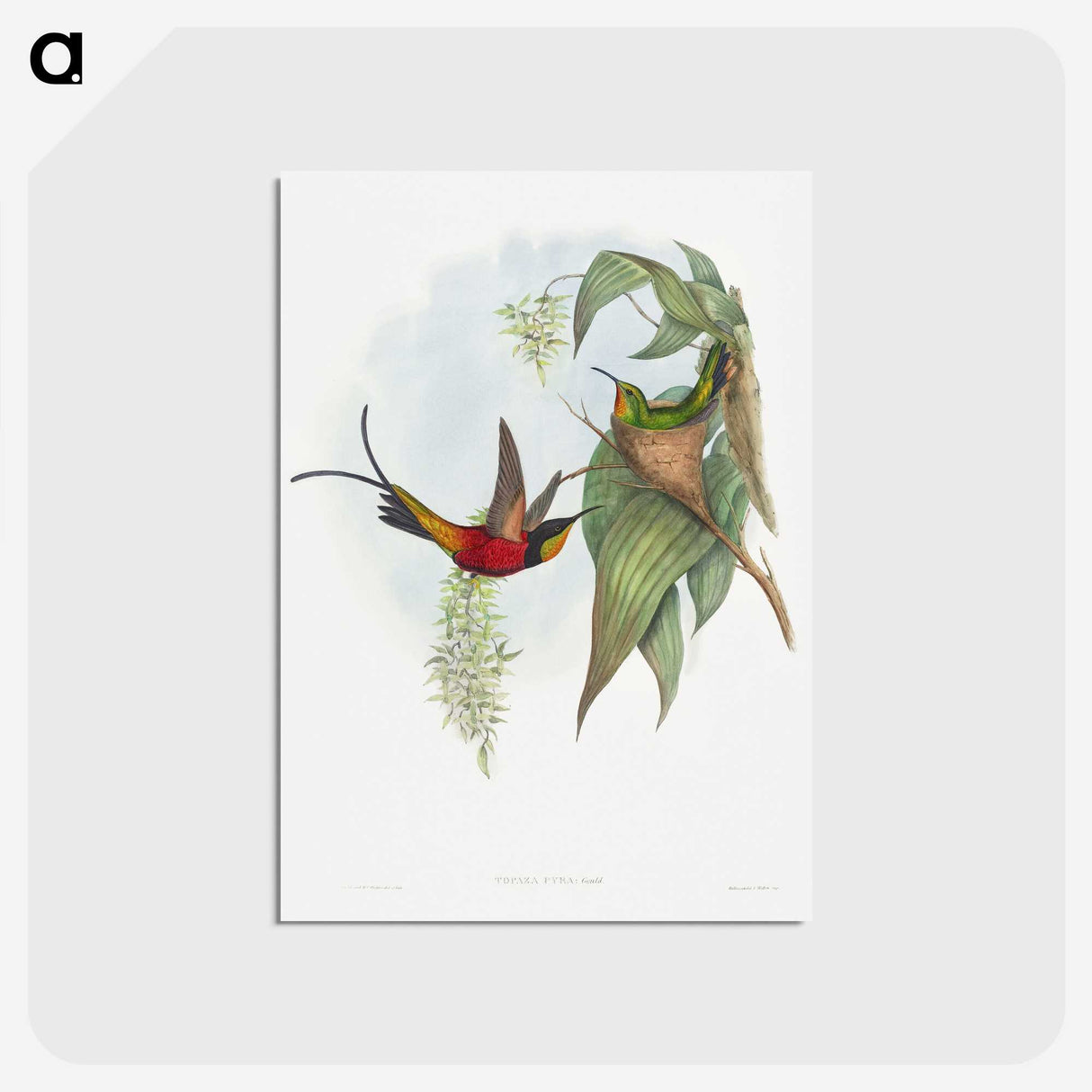 1-34_John-Gould_postcard