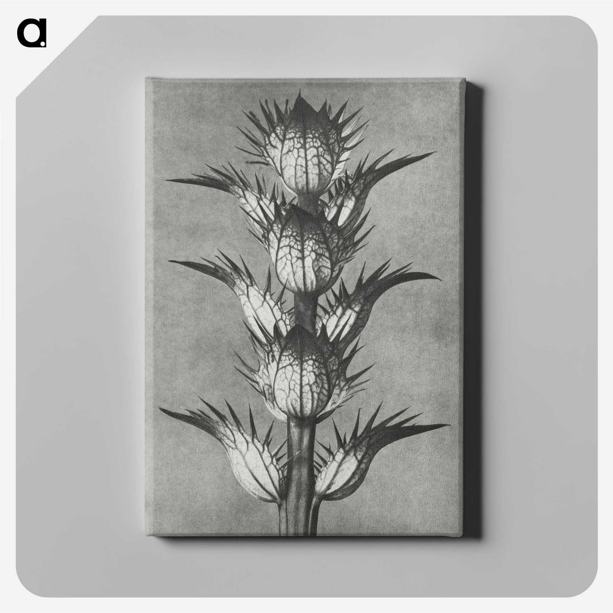 1-34_Karl-Blossfeldt_canvas