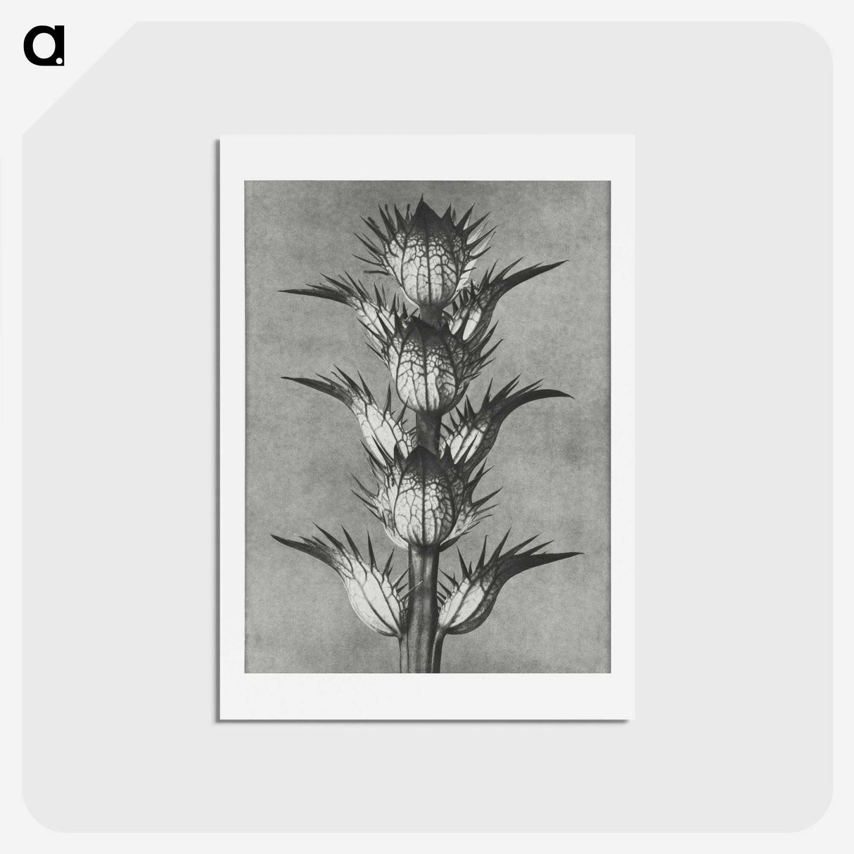 1-34_Karl-Blossfeldt_hagaki