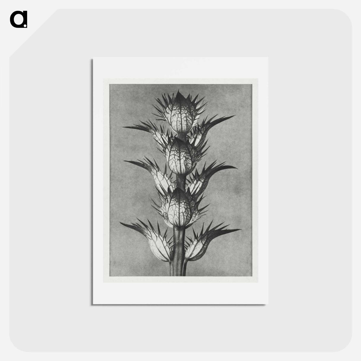 アートポストカード-Acanthus mollis - カール ブロスフェルト Postcard.