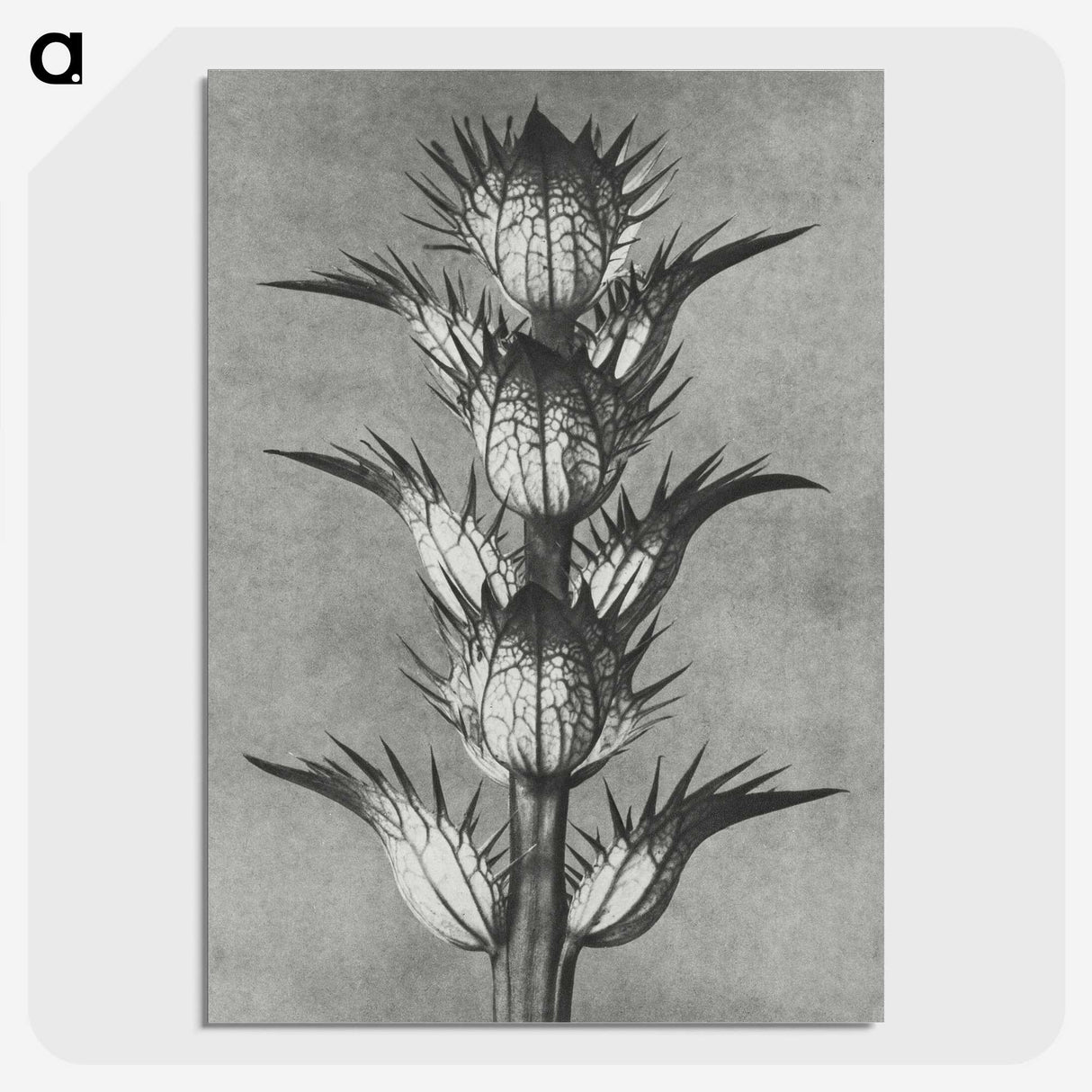 1-34_Karl-Blossfeldt_picture-crop