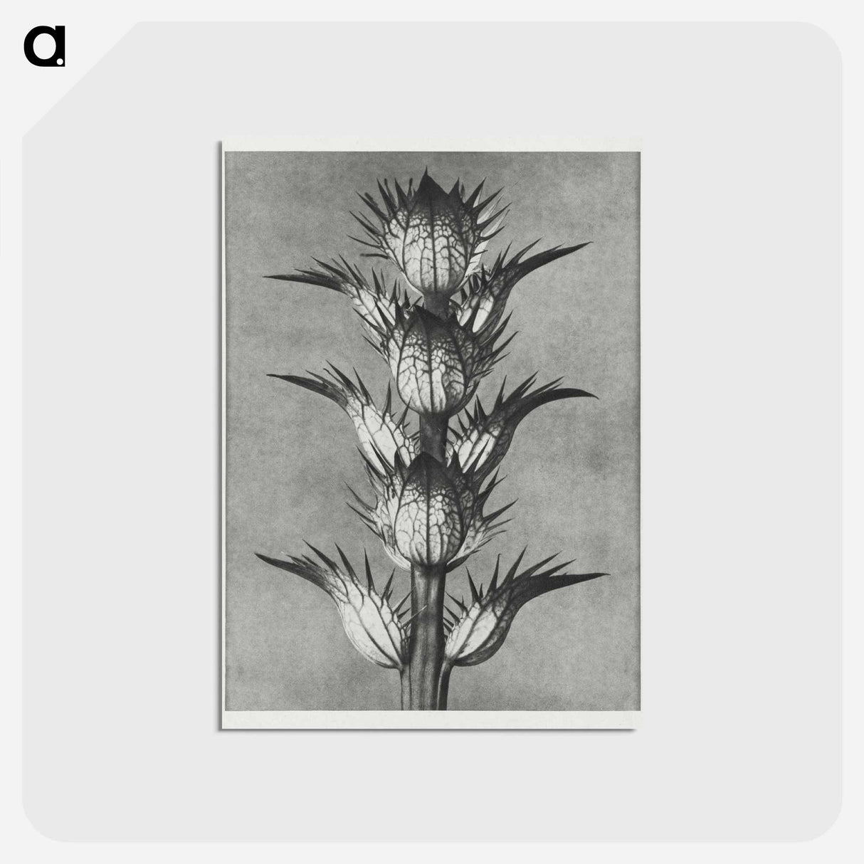 アートポストカード-Acanthus mollis - カール ブロスフェルト Postcard.