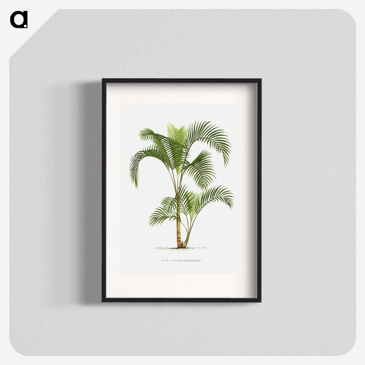 1-34_Les-Palmiers-Histoire-Iconographique_blk