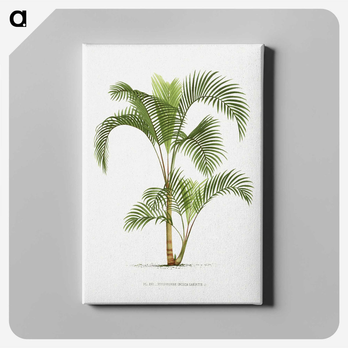 1-34_Les-Palmiers-Histoire-Iconographique_canvas
