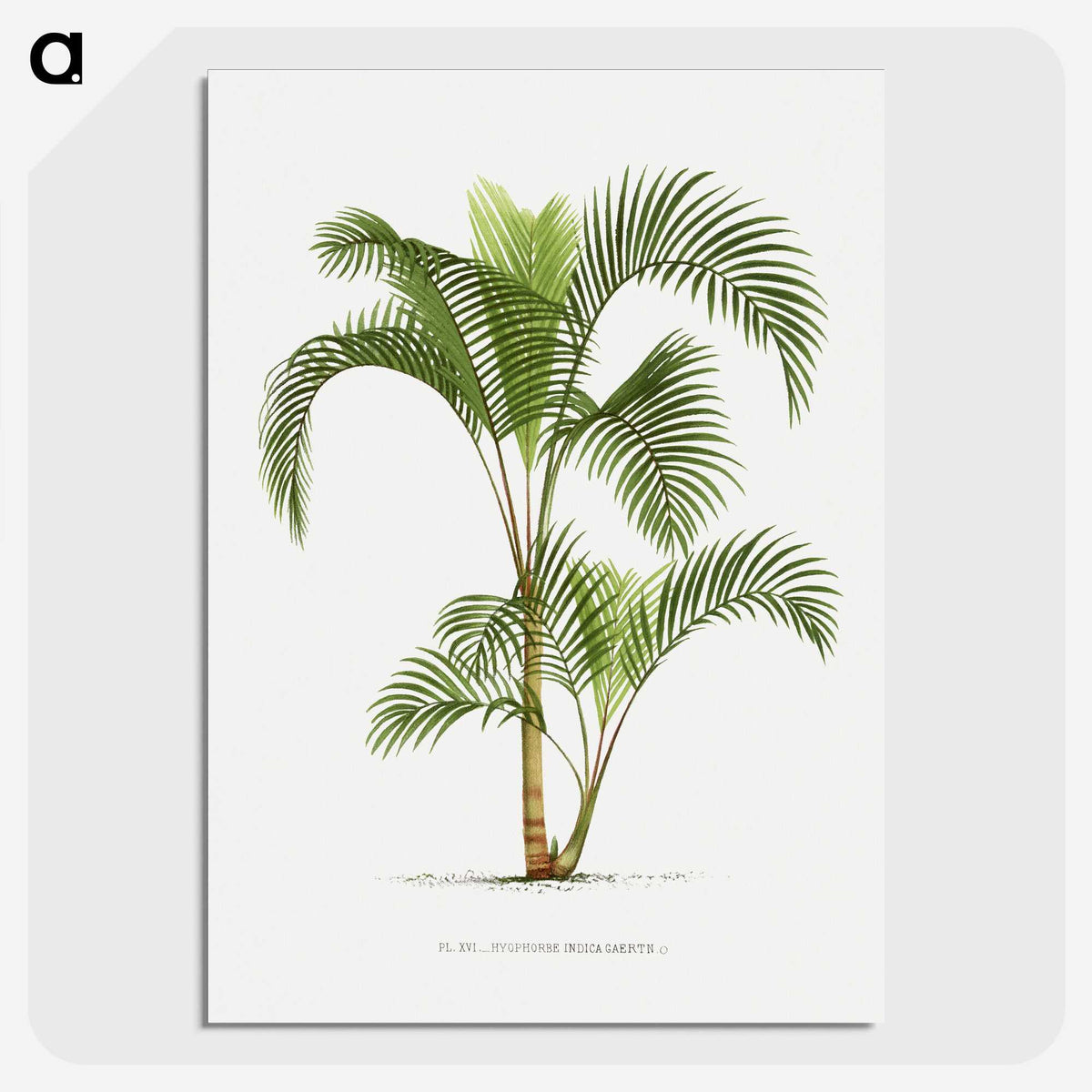 1-34_Les-Palmiers-Histoire-Iconographique_picture-crop