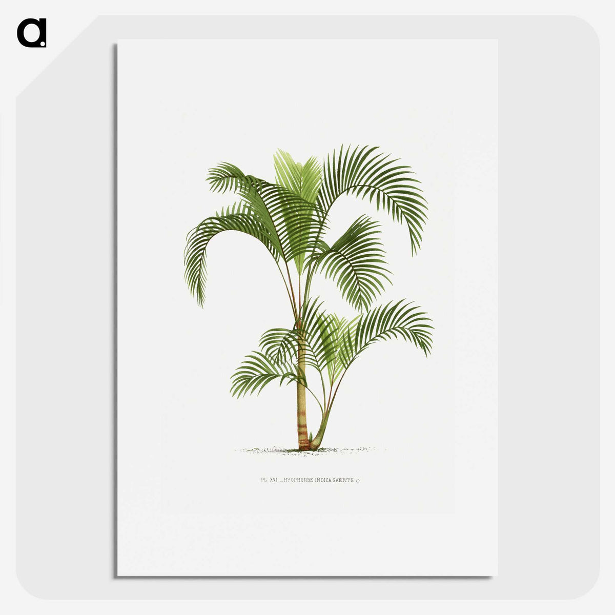 1-34_Les-Palmiers-Histoire-Iconographique_picture