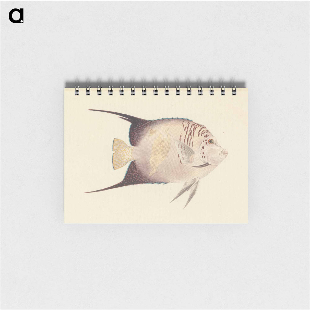 Unidentified Fish
- ルイージ バルガーニ Memo.