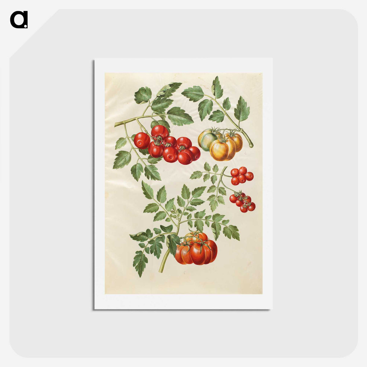 1-34_Maria-Sibylla-Merian_hagaki