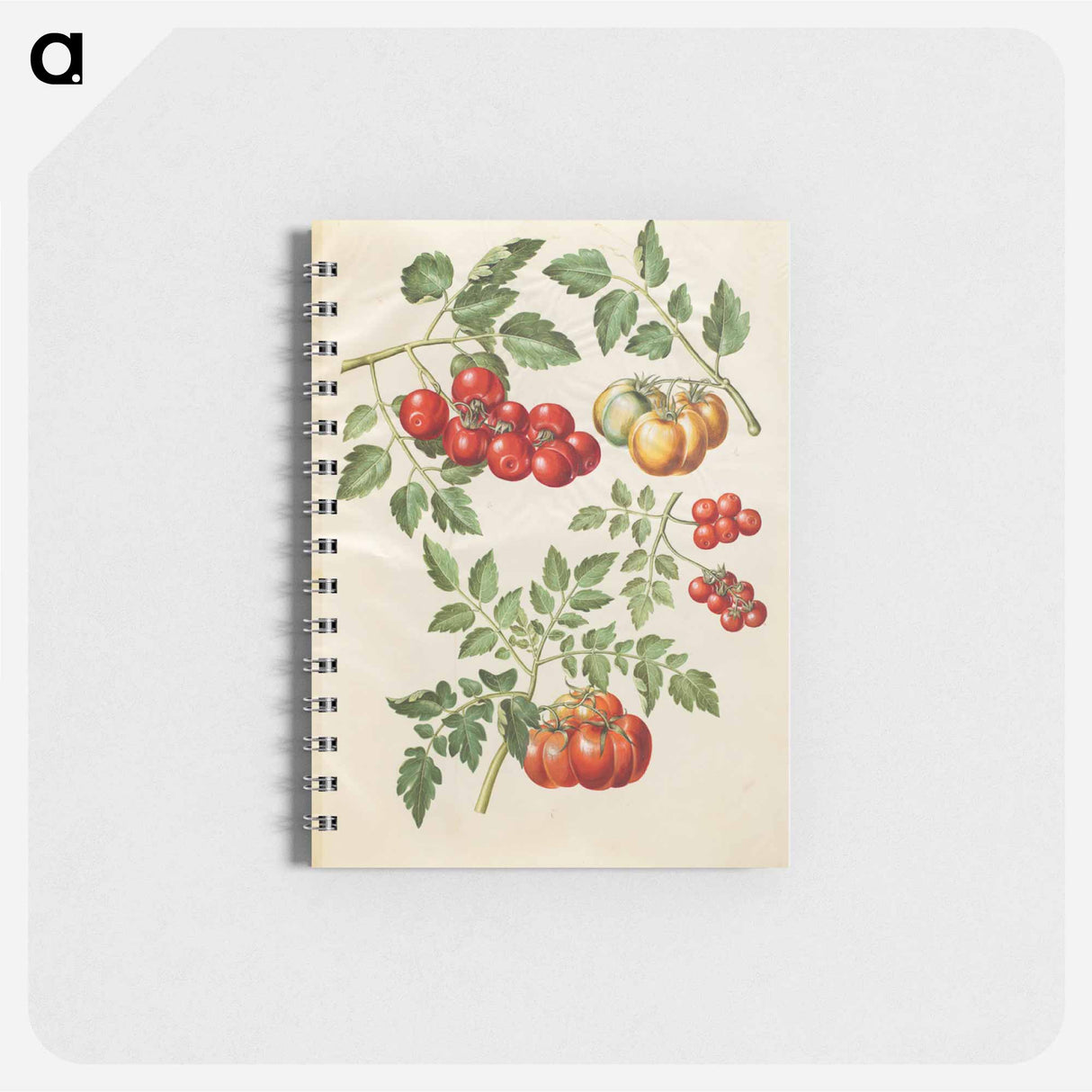 アートメモ帳-Solanum lycopersicum L. (common tomato)
- マリア ジビーラ メーリアン Memo.
