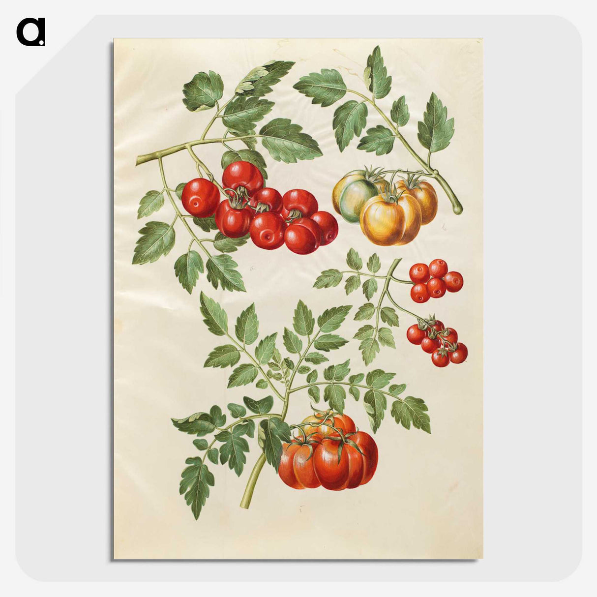 1-34_Maria-Sibylla-Merian_picture-crop