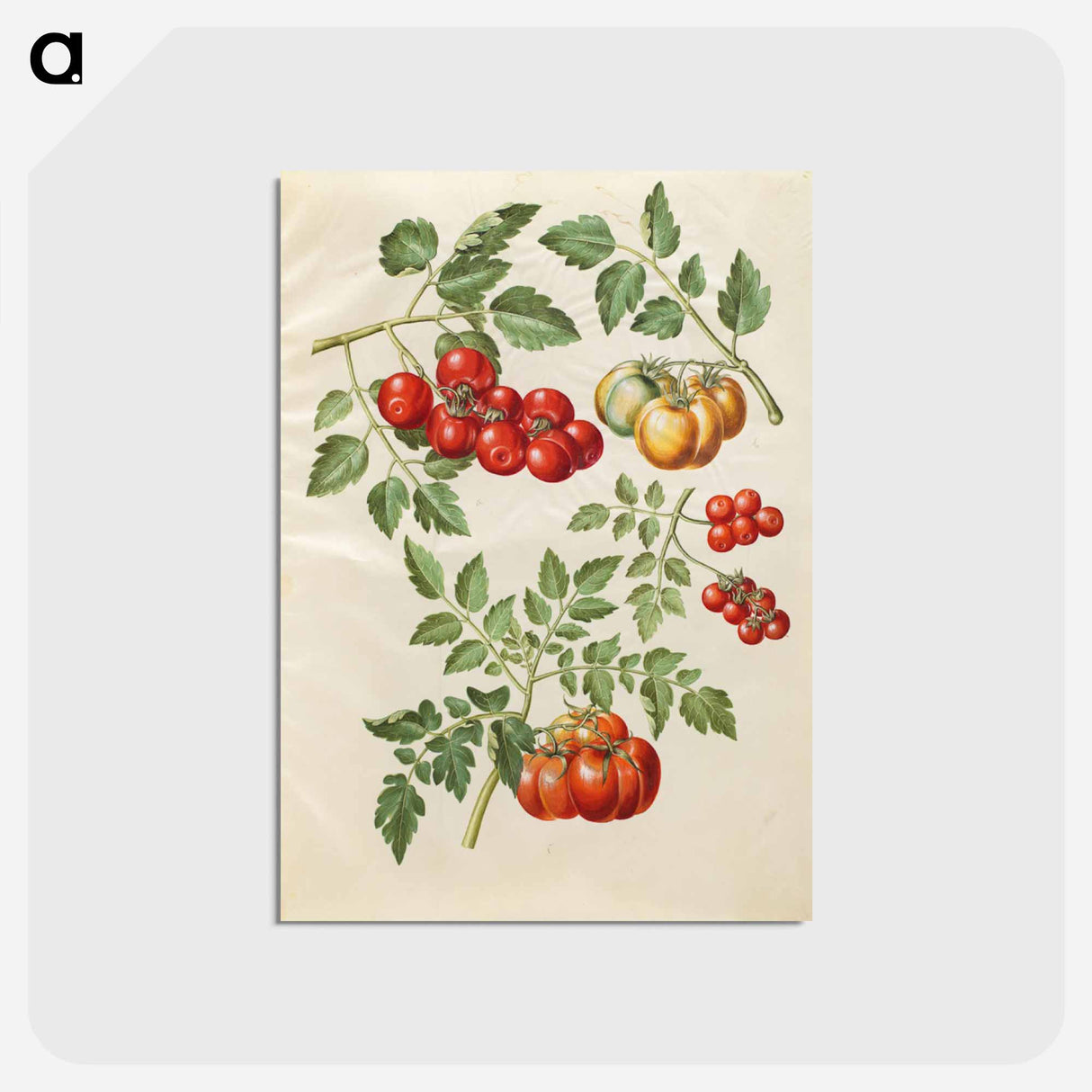 アートポストカード-Solanum lycopersicum L. (common tomato)
- マリア ジビーラ メーリアン Postcard.