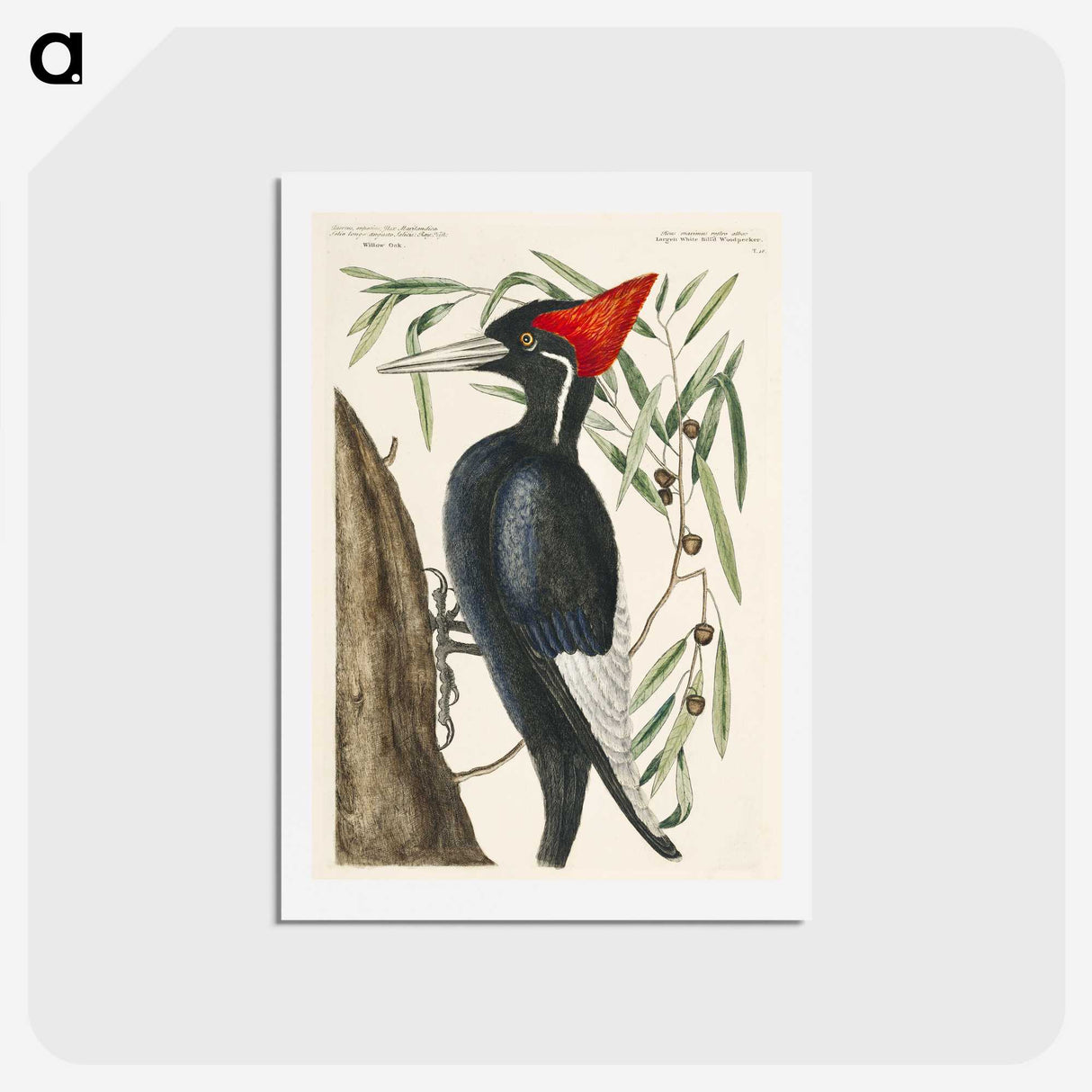 1-34_Mark-Catesby_hagaki