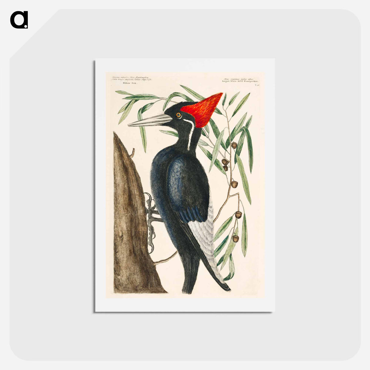 アートポストカード-Ivory-billed Woodpecker
- マーク ケイツビー Postcard.