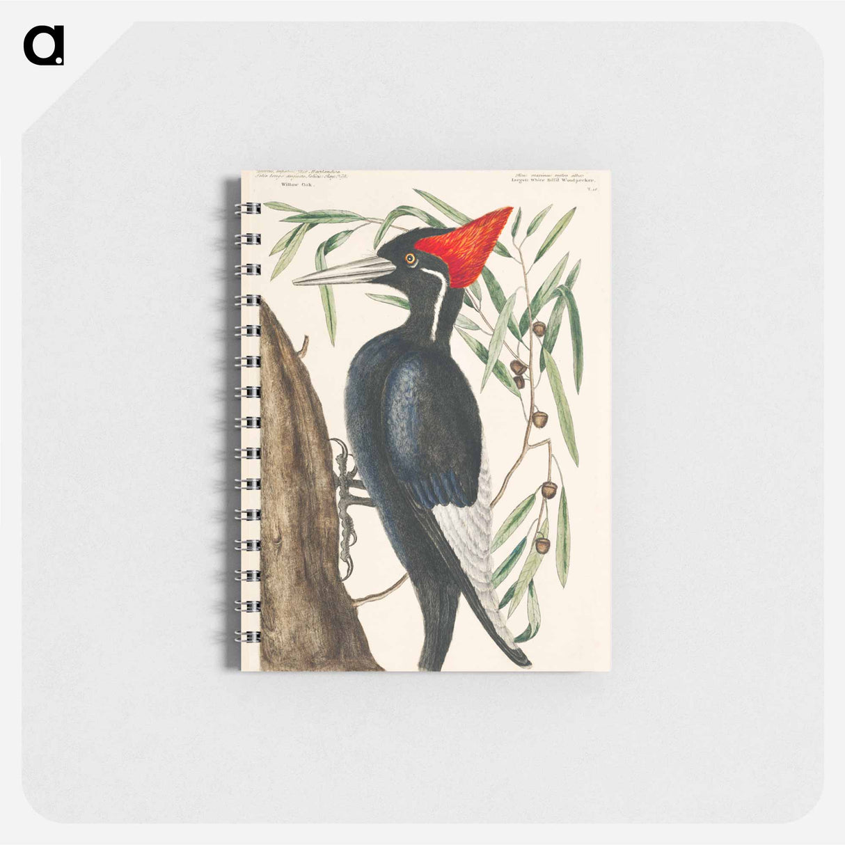 アートメモ帳-Ivory-billed Woodpecker
- マーク ケイツビー Memo.