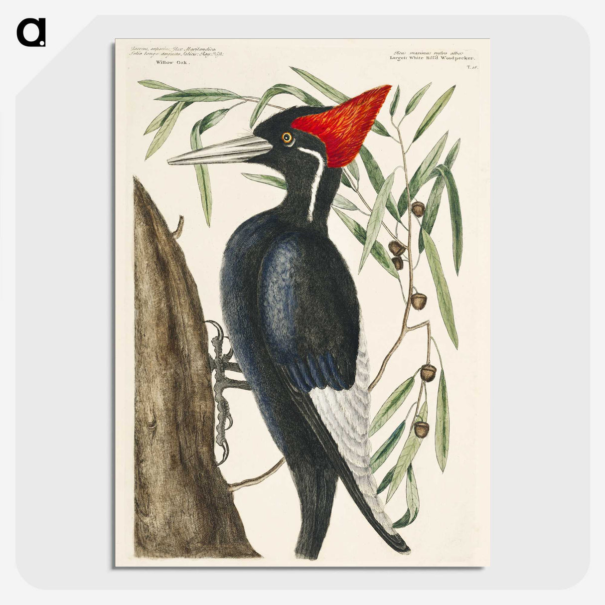 1-34_Mark-Catesby_picture-crop