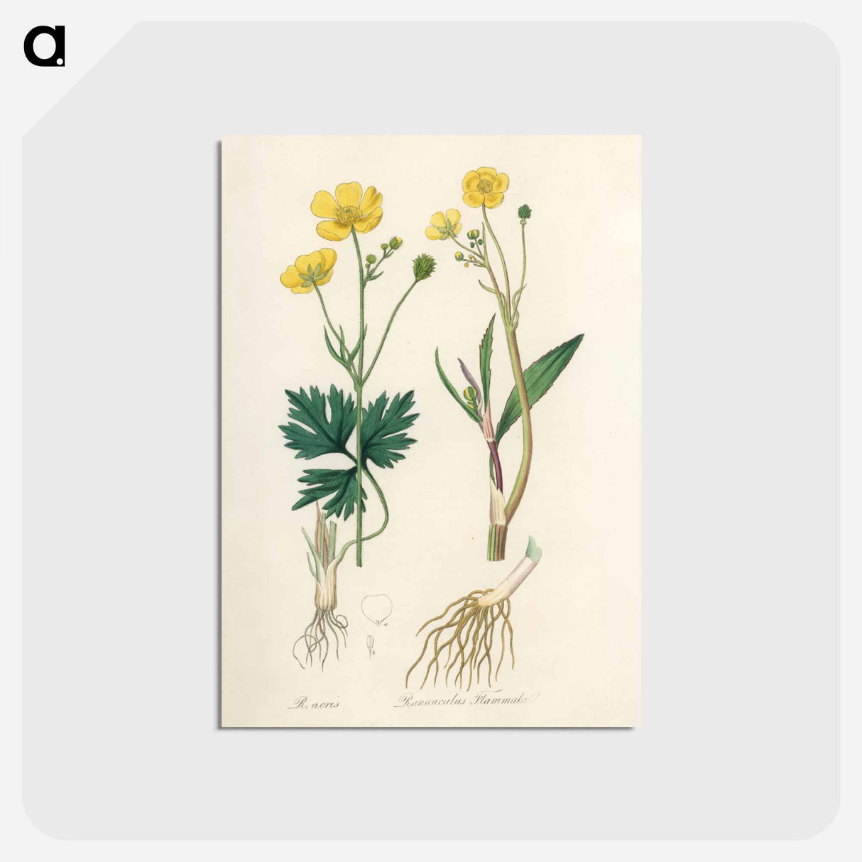アートポストカード-Lesser Spearwort Illustration
- 薬用植物学 Postcard.