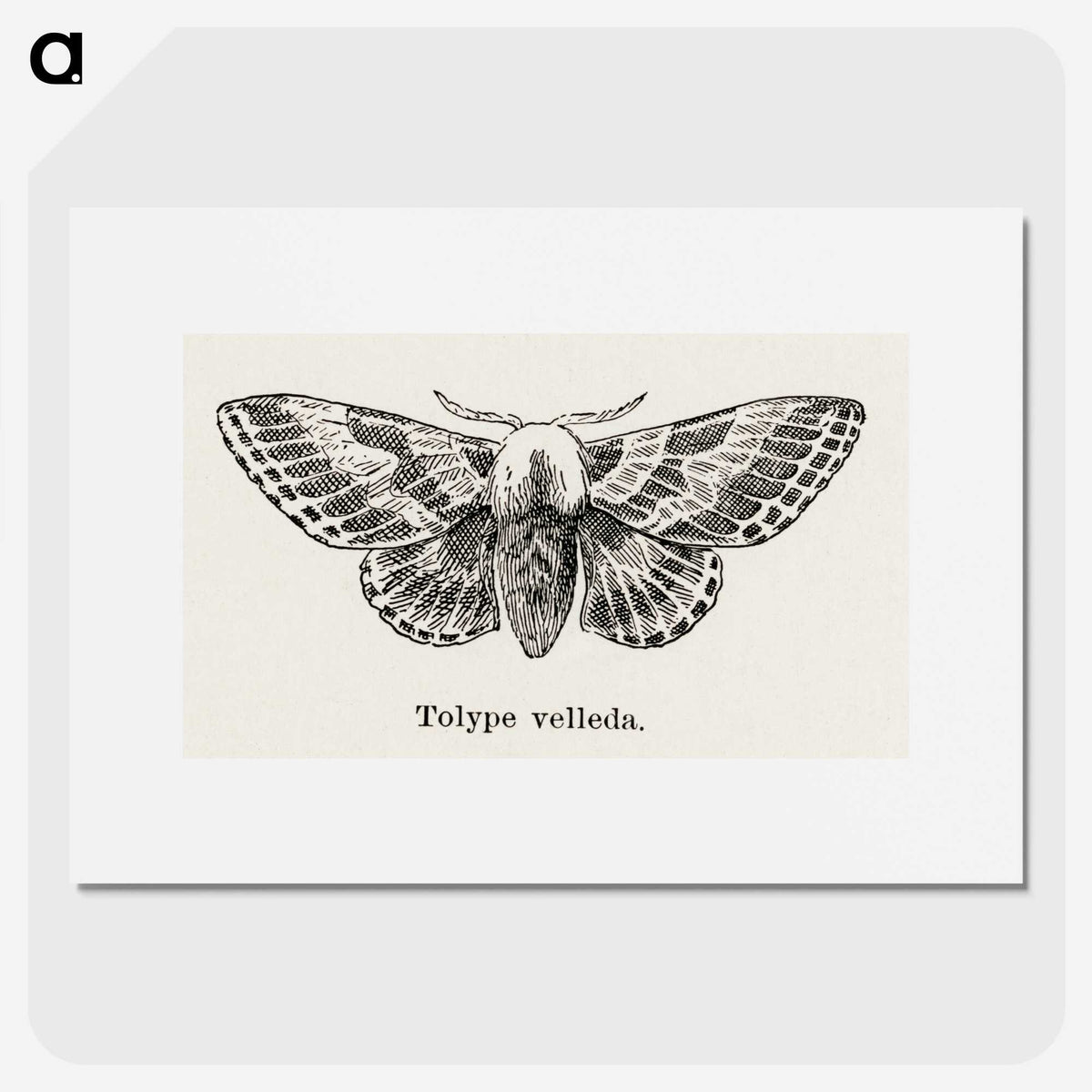 1-34_Moths-and-Butterflies-of-the-United-States_picture