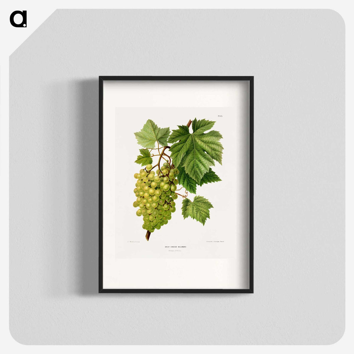 1-34_Nederlandsche-Flora-en-Pomona_blk