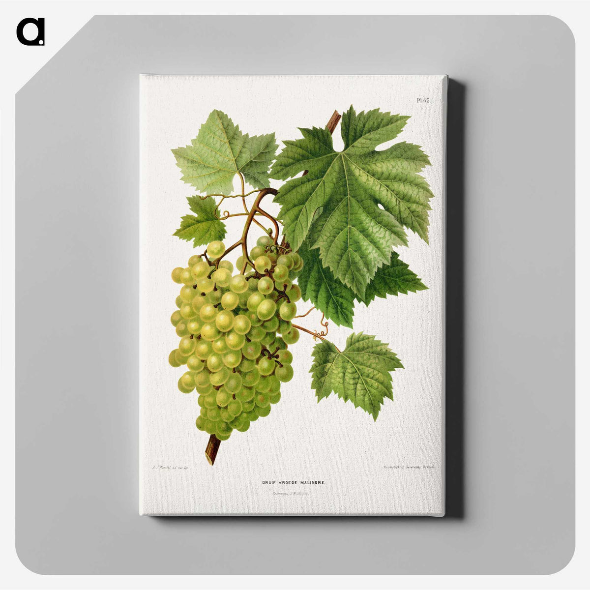 1-34_Nederlandsche-Flora-en-Pomona_canvas