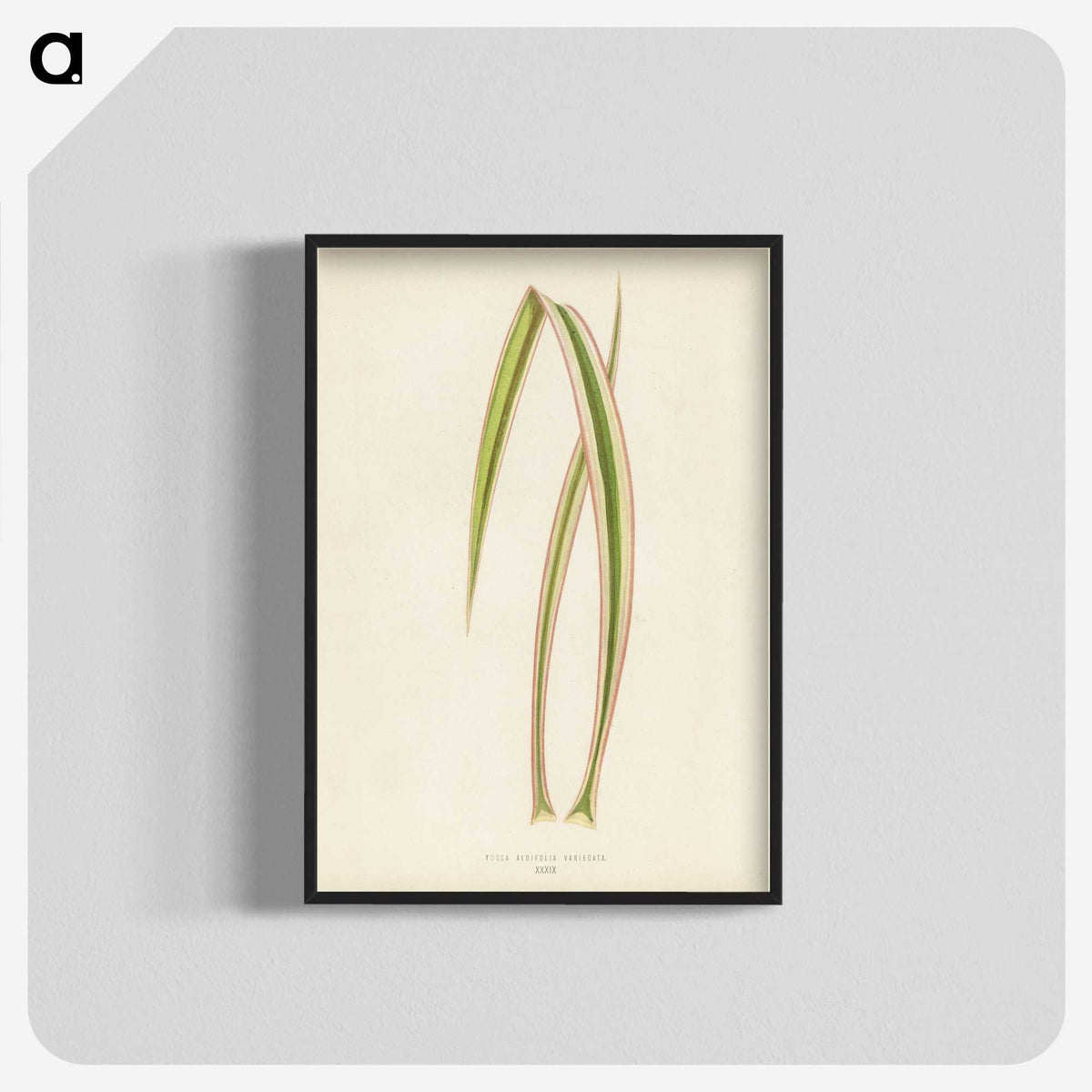 1-34_New-and-Rare-Beautiful-Leaved-Plants_blk-crop