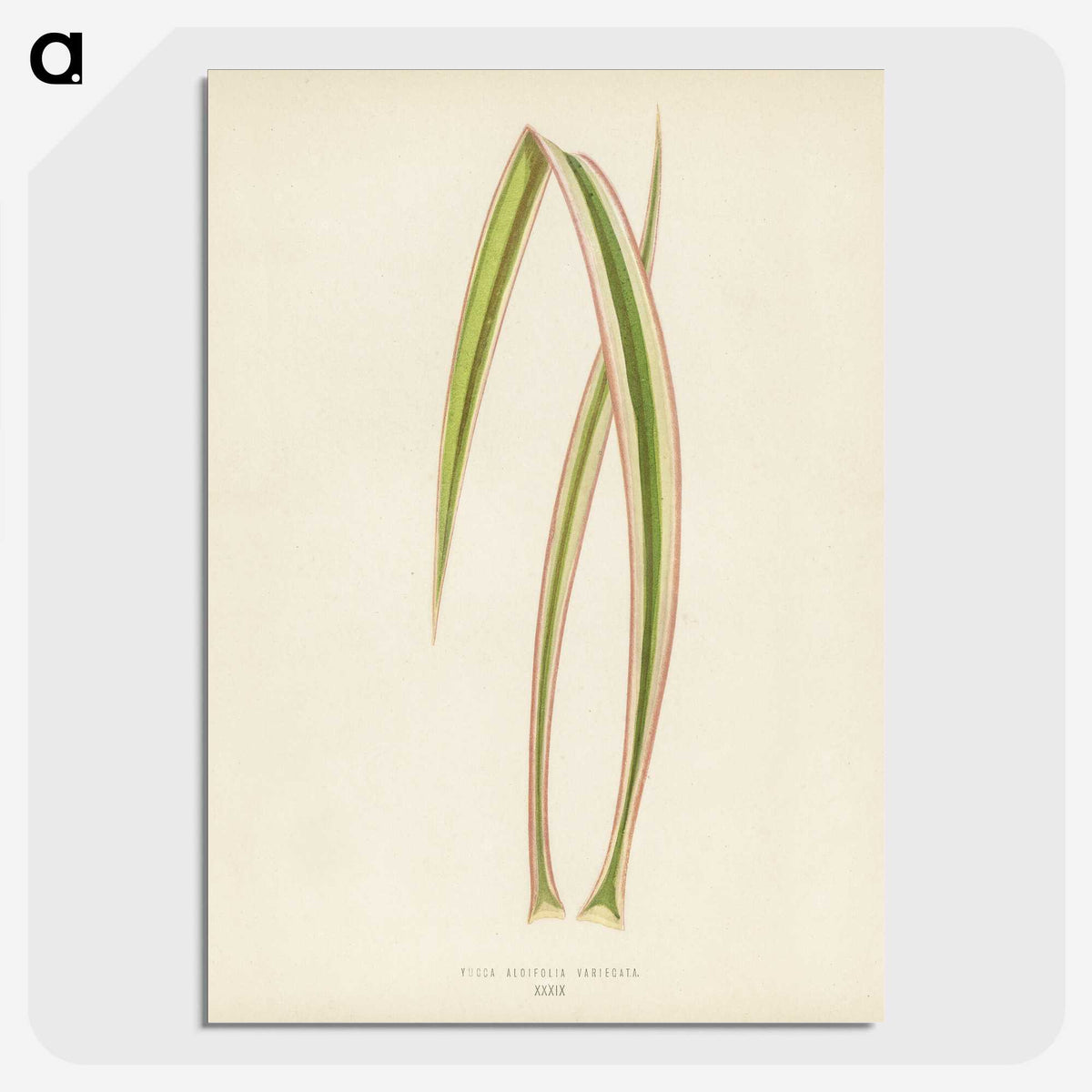 1-34_New-and-Rare-Beautiful-Leaved-Plants_picture-crop