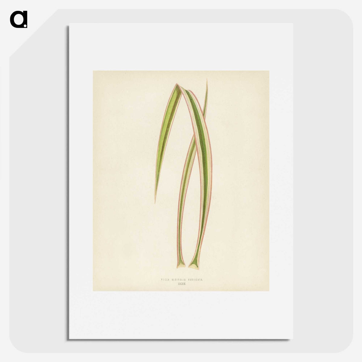 1-34_New-and-Rare-Beautiful-Leaved-Plants_picture