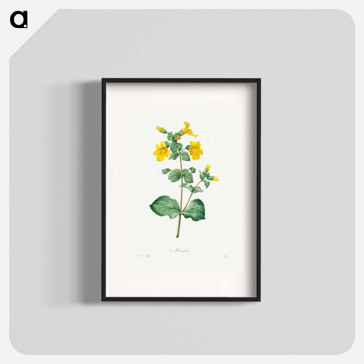 Mimulus - Pierre Joseph Redouté Poster.