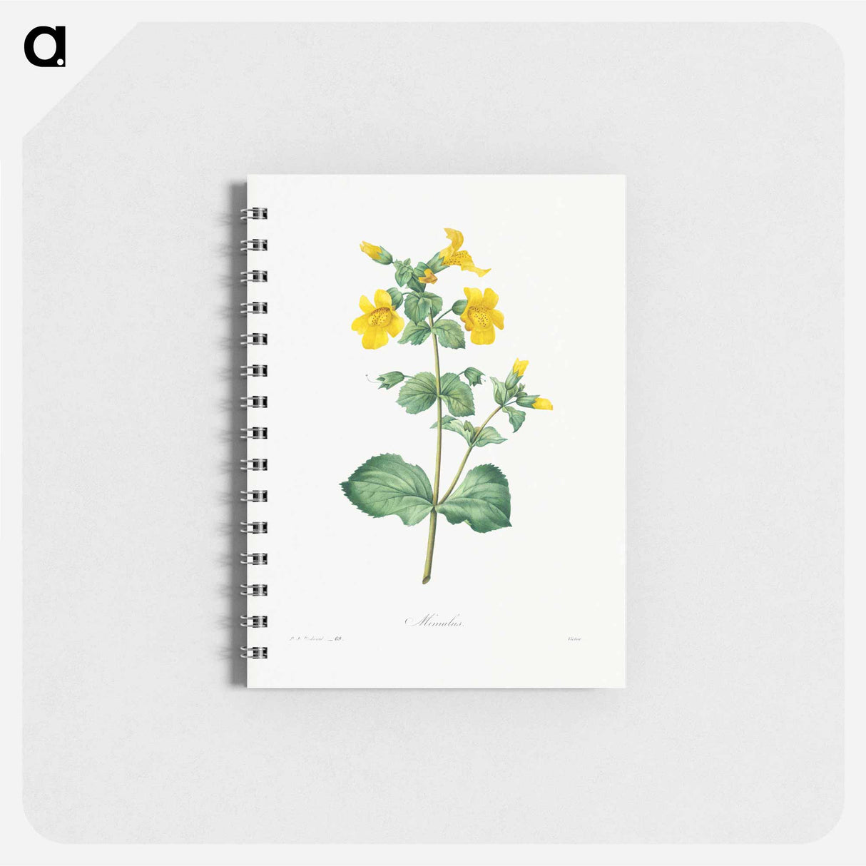 アートメモ帳-Mimulus - ピエール ジョゼフ ルドゥーテ Memo.