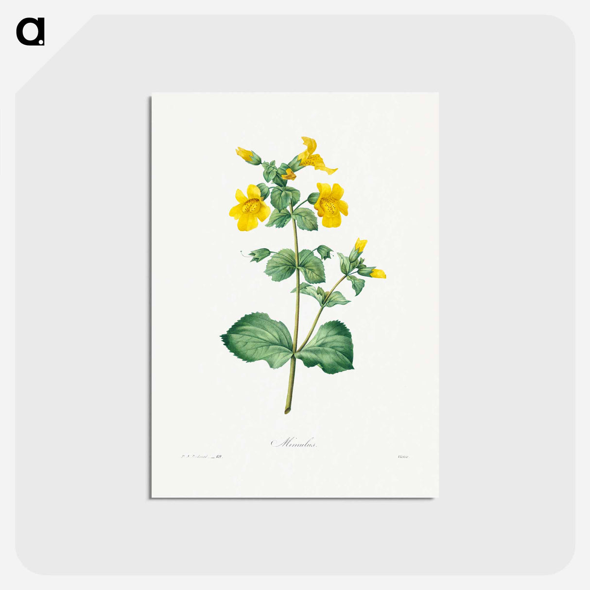 アートポストカード-Mimulus - ピエール ジョゼフ ルドゥーテ Postcard.