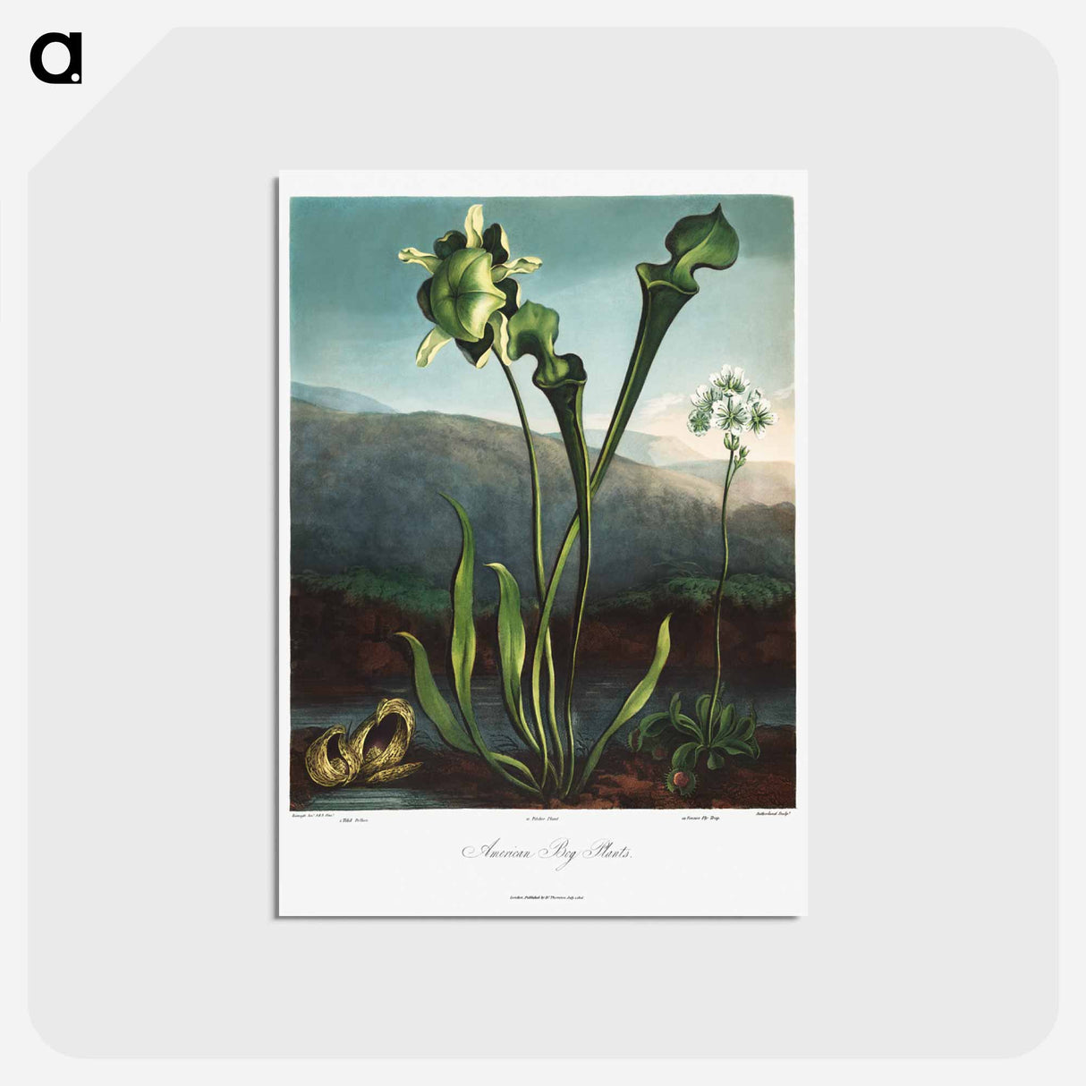アートポストカード-American Bog Plants
- ロバート ジョン ソーントン Postcard.