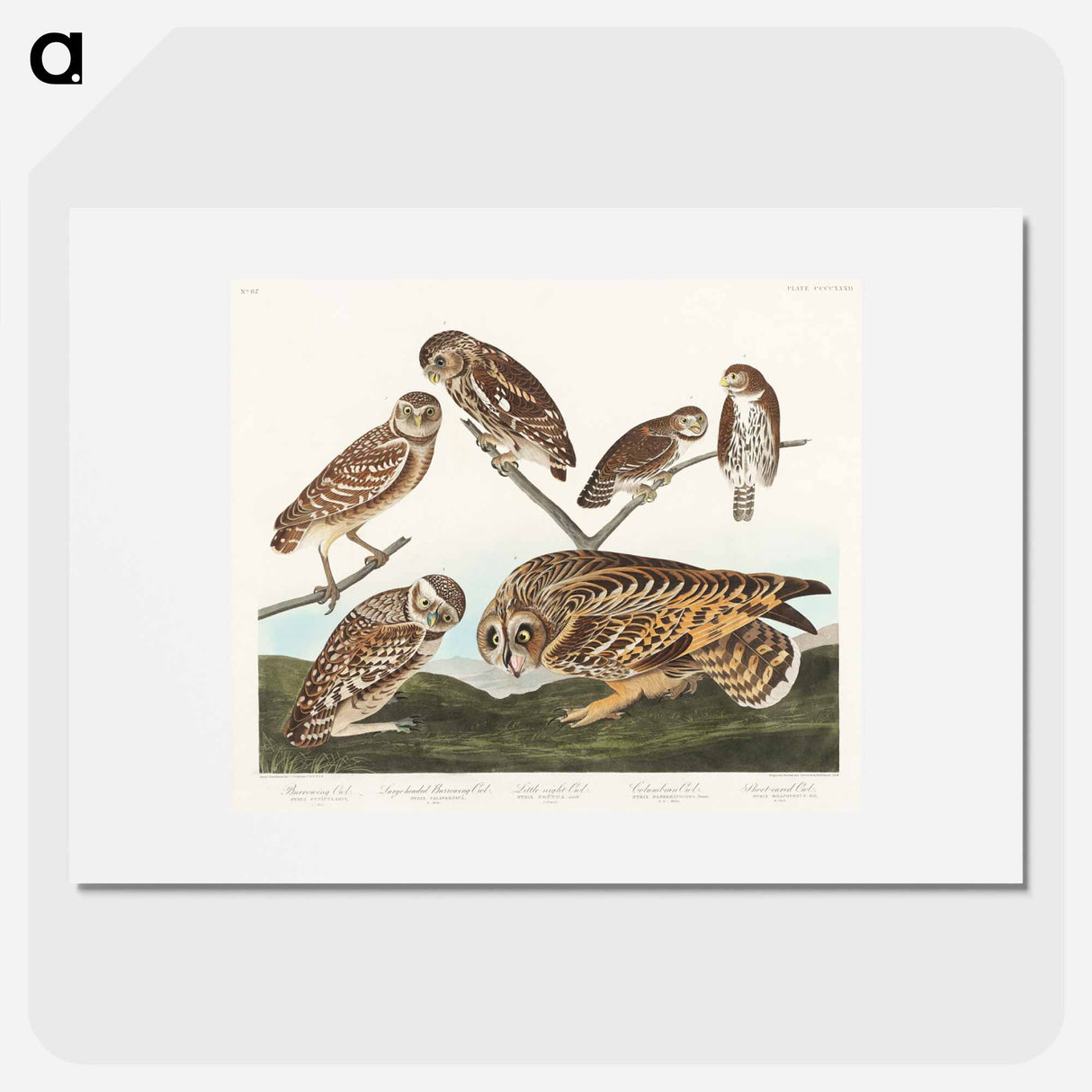 アートポスター-Burrowing Owl, Large-Headed Burrowing Owl, Little Night Owl, Columbian Owl and Short-cared Owl
- アメリカの鳥たち Poster.