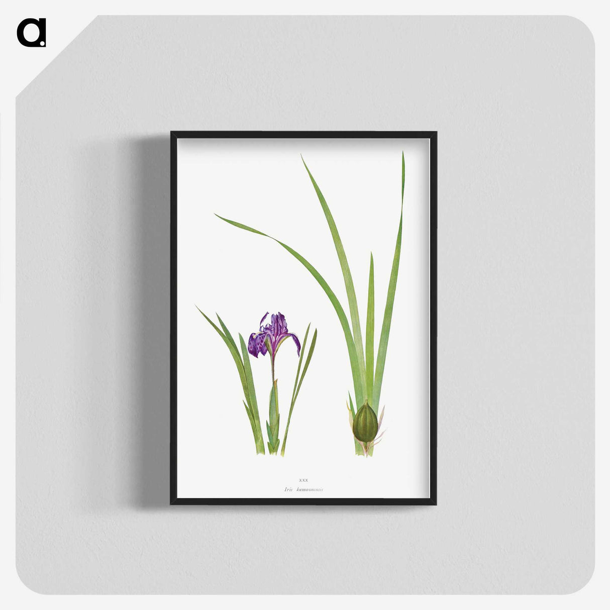 1-34_The-Genus-Iris_blk-crop