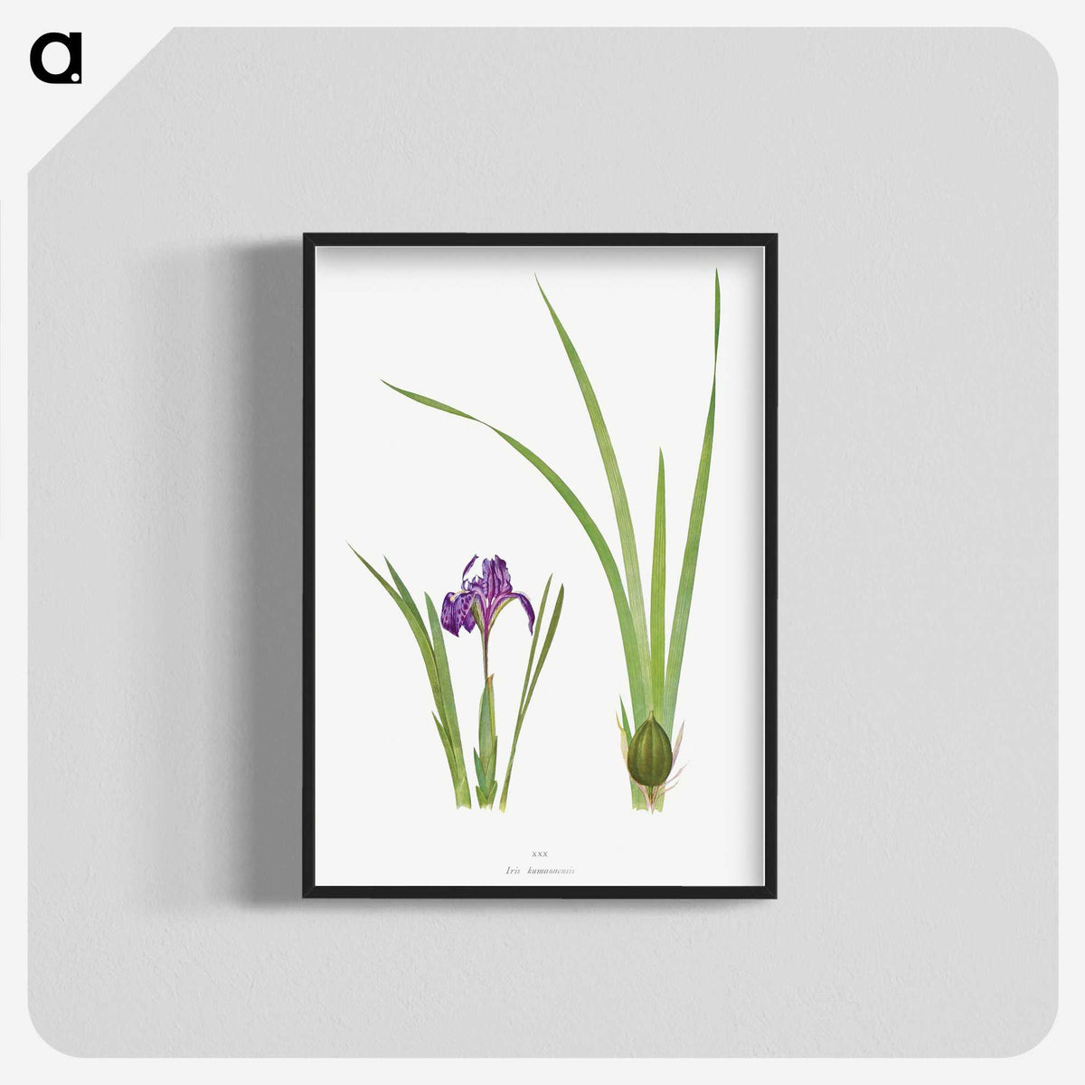 1-34_The-Genus-Iris_blk-crop