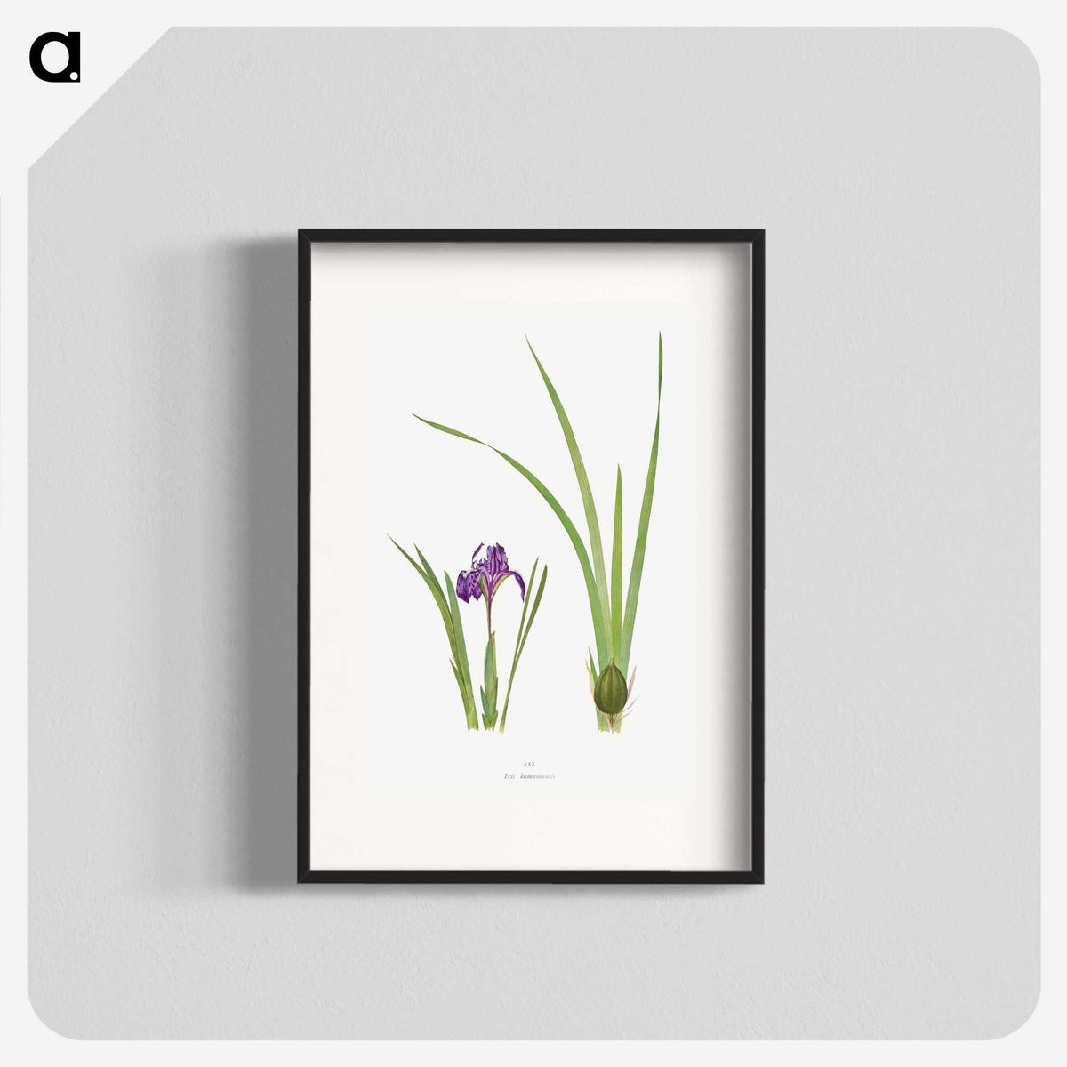 1-34_The-Genus-Iris_blk
