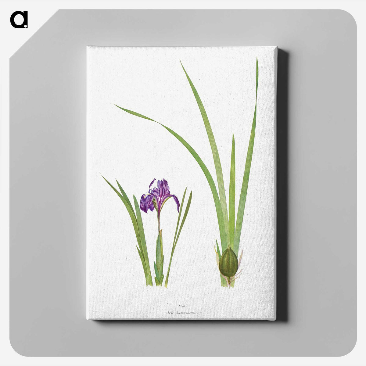 1-34_The-Genus-Iris_canvas