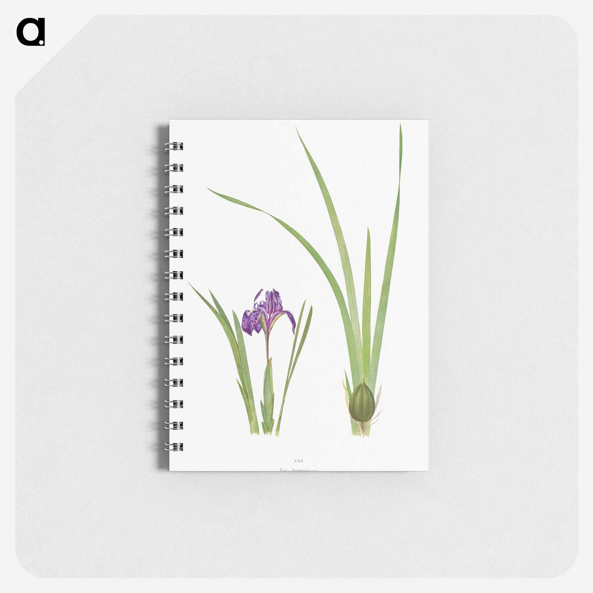 1-34_The-Genus-Iris_memo