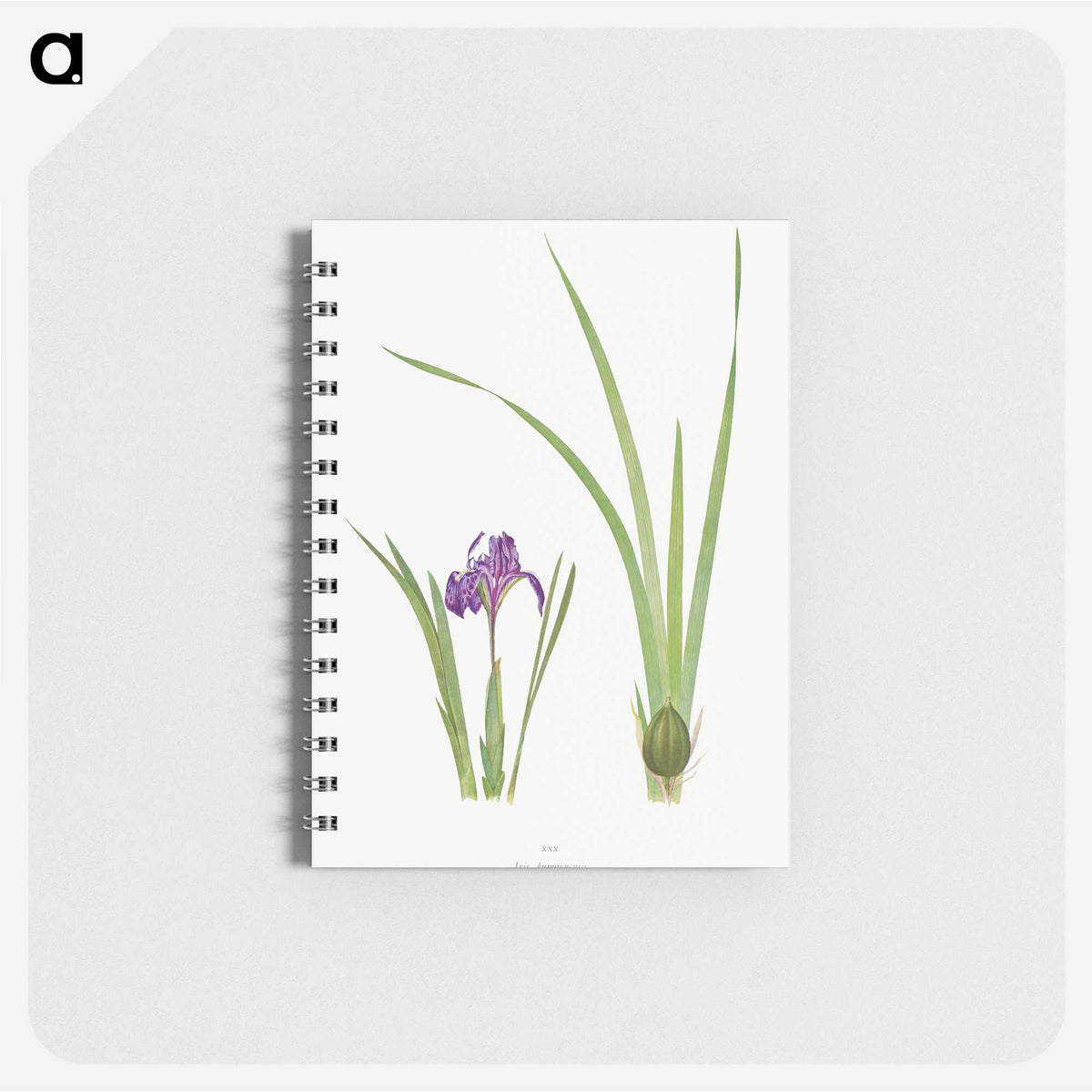 1-34_The-Genus-Iris_memo