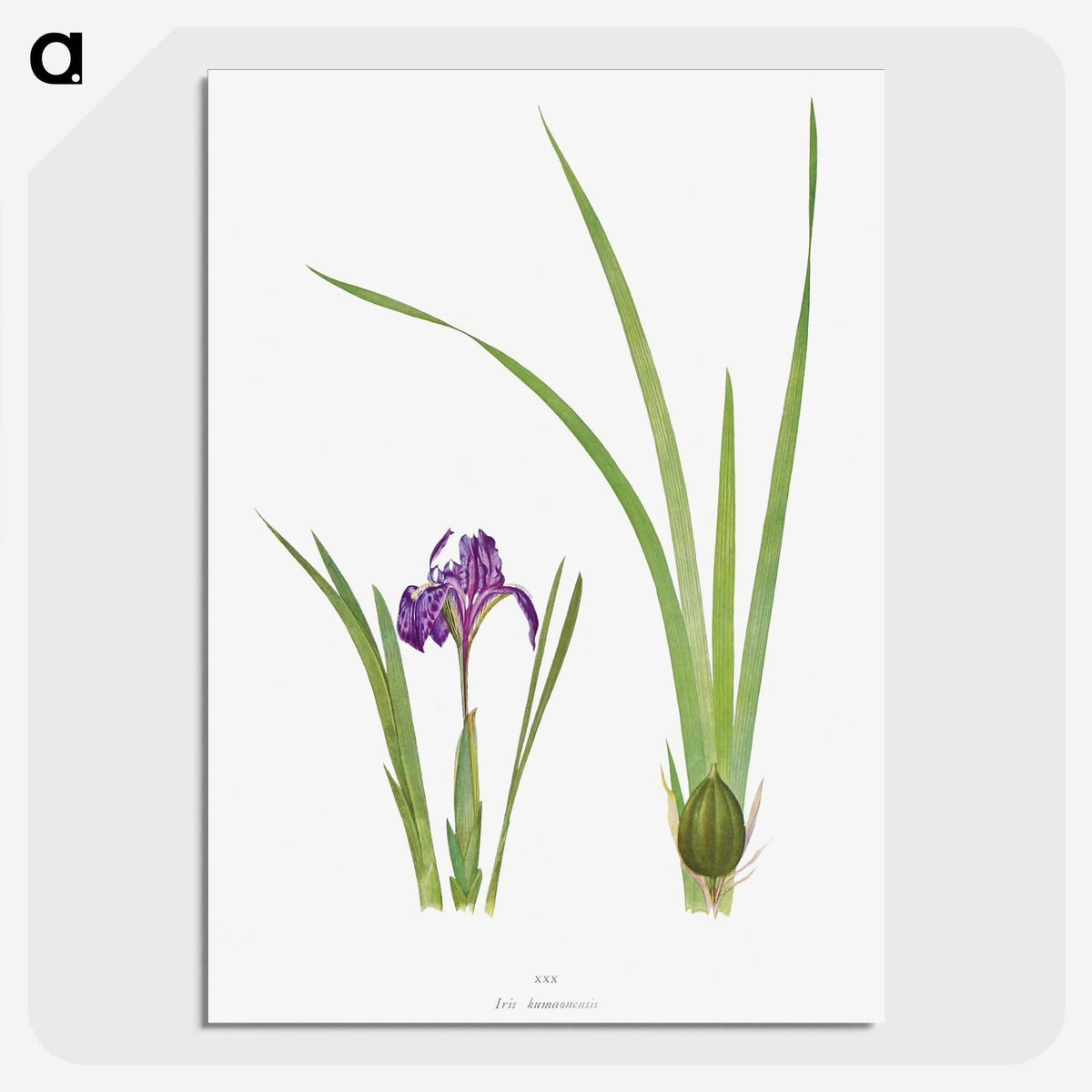 1-34_The-Genus-Iris_picture-crop