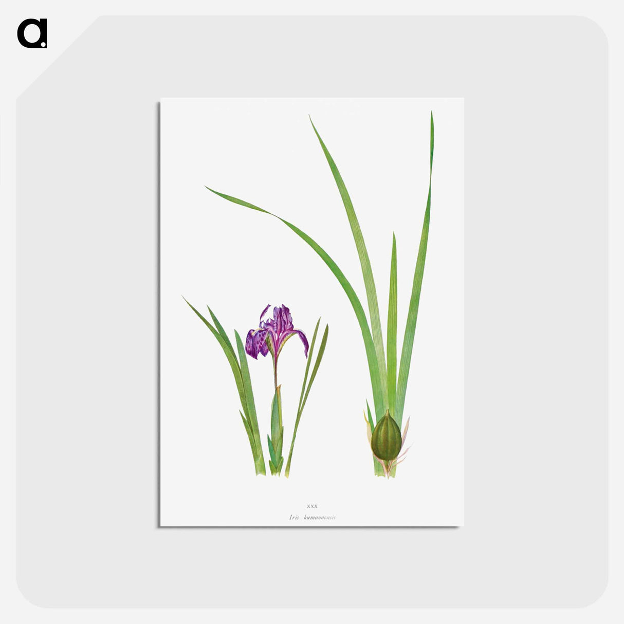アートポストカード-Iris Kumaonensis from The genus Iris
- アヤメ属 Postcard.
