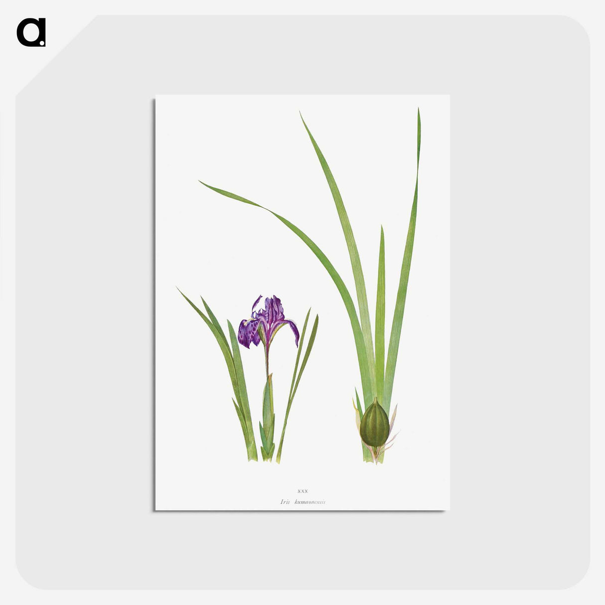 1-34_The-Genus-Iris_postcard