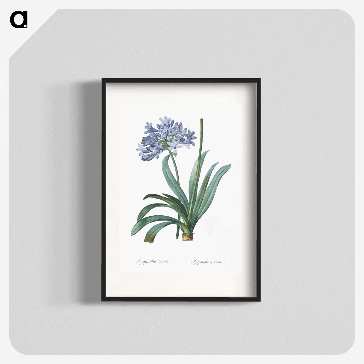 1-34_The-Lilies_blk