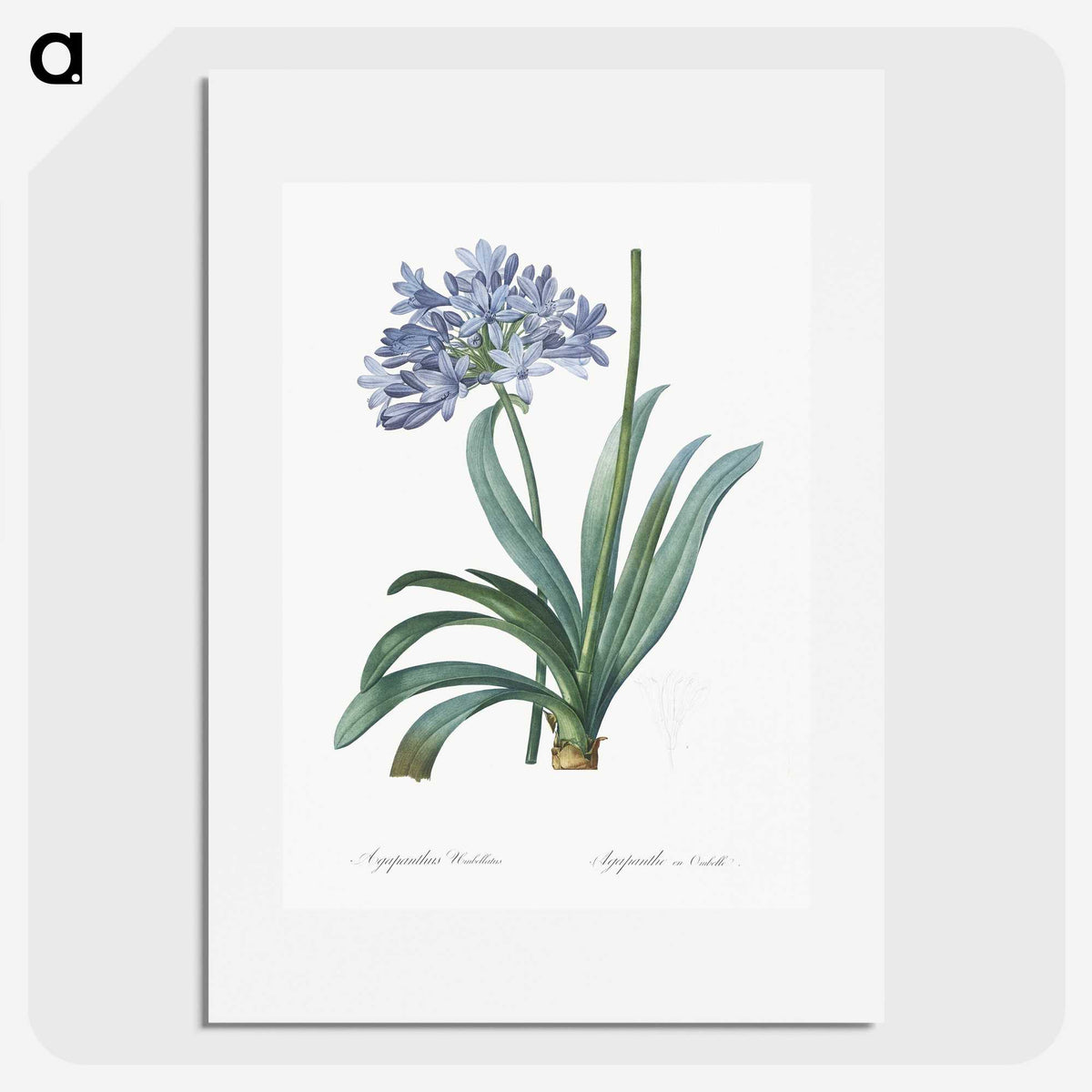 1-34_The-Lilies_picture