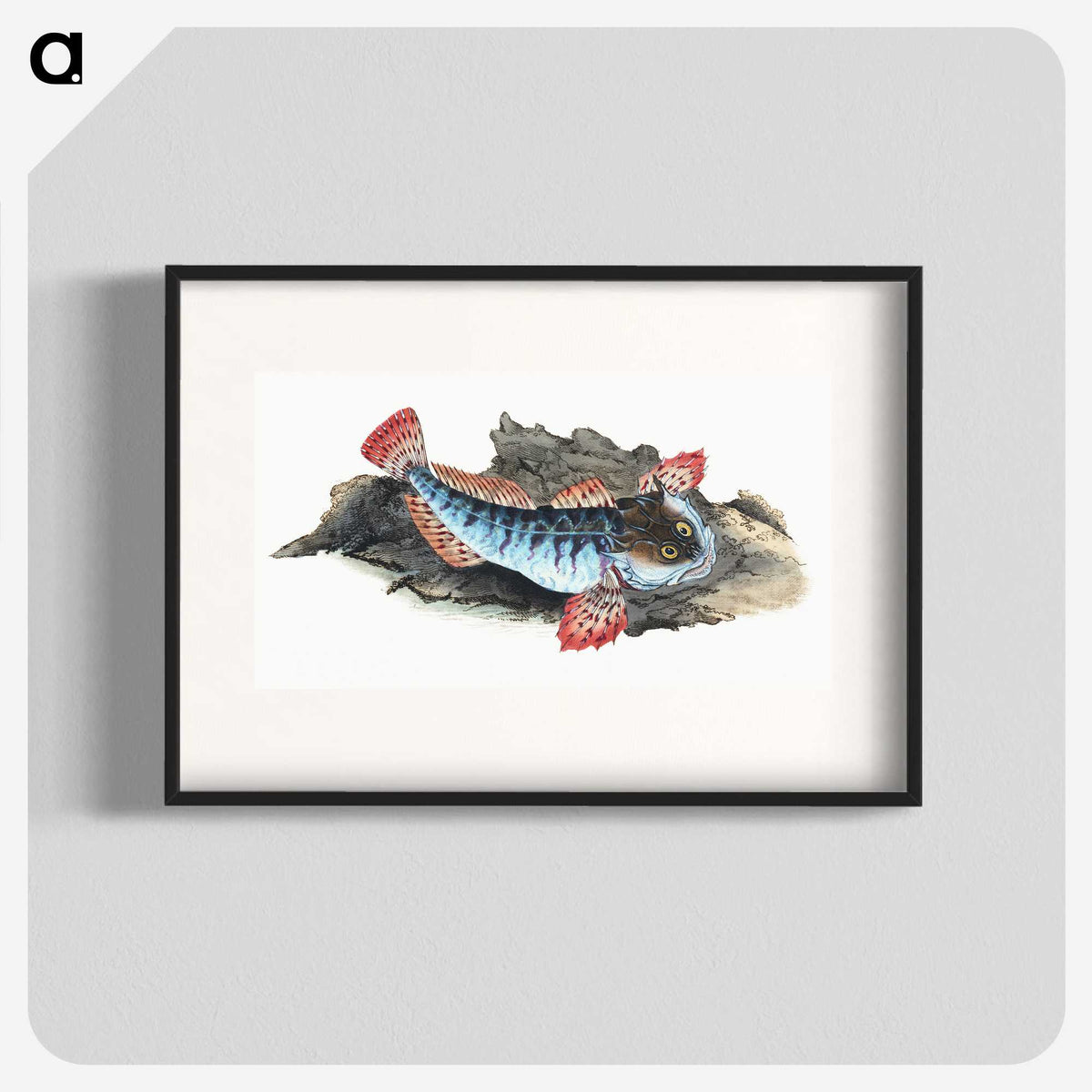 1-34_The-Natural-History-of-British-Fishes_blk