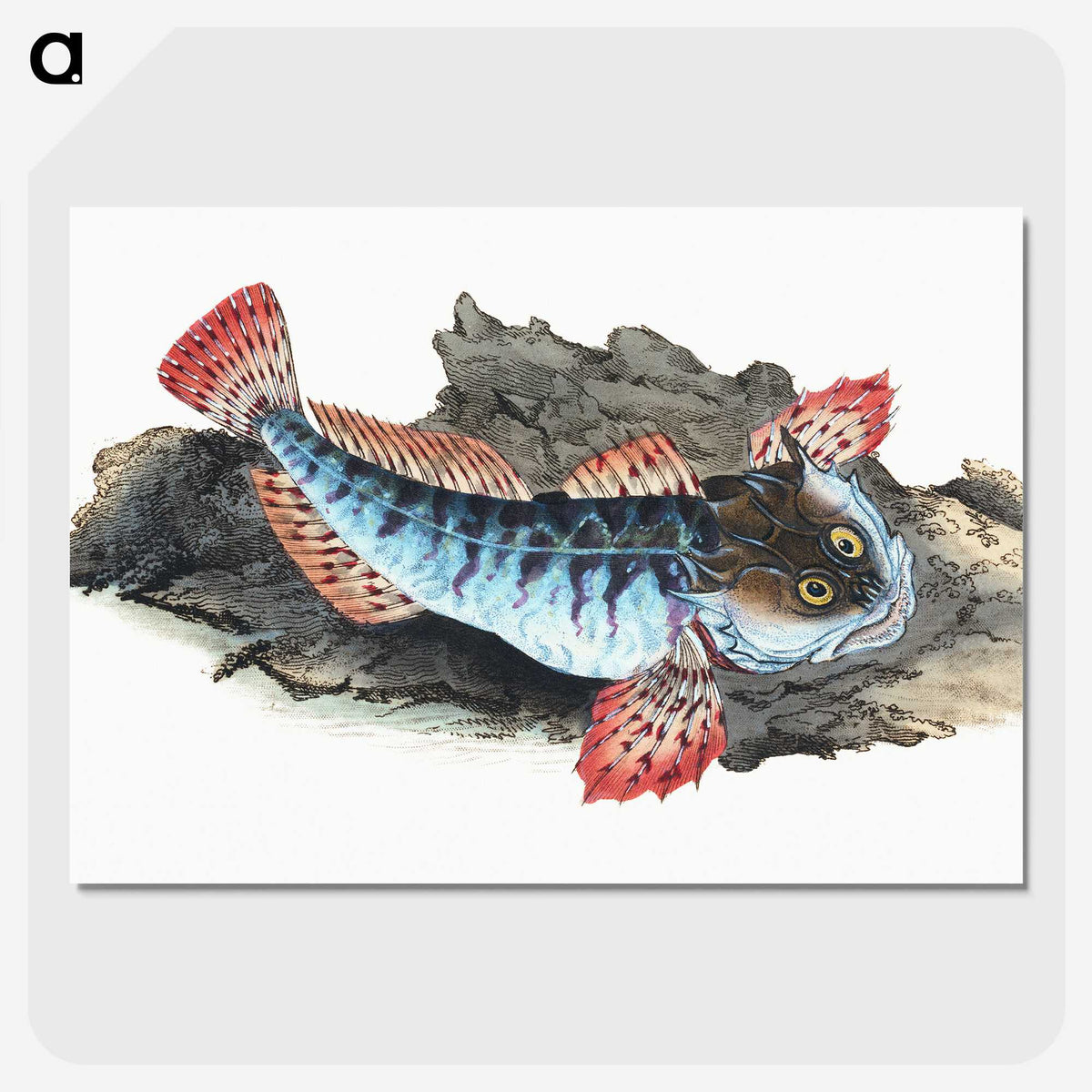 1-34_The-Natural-History-of-British-Fishes_picture-crop
