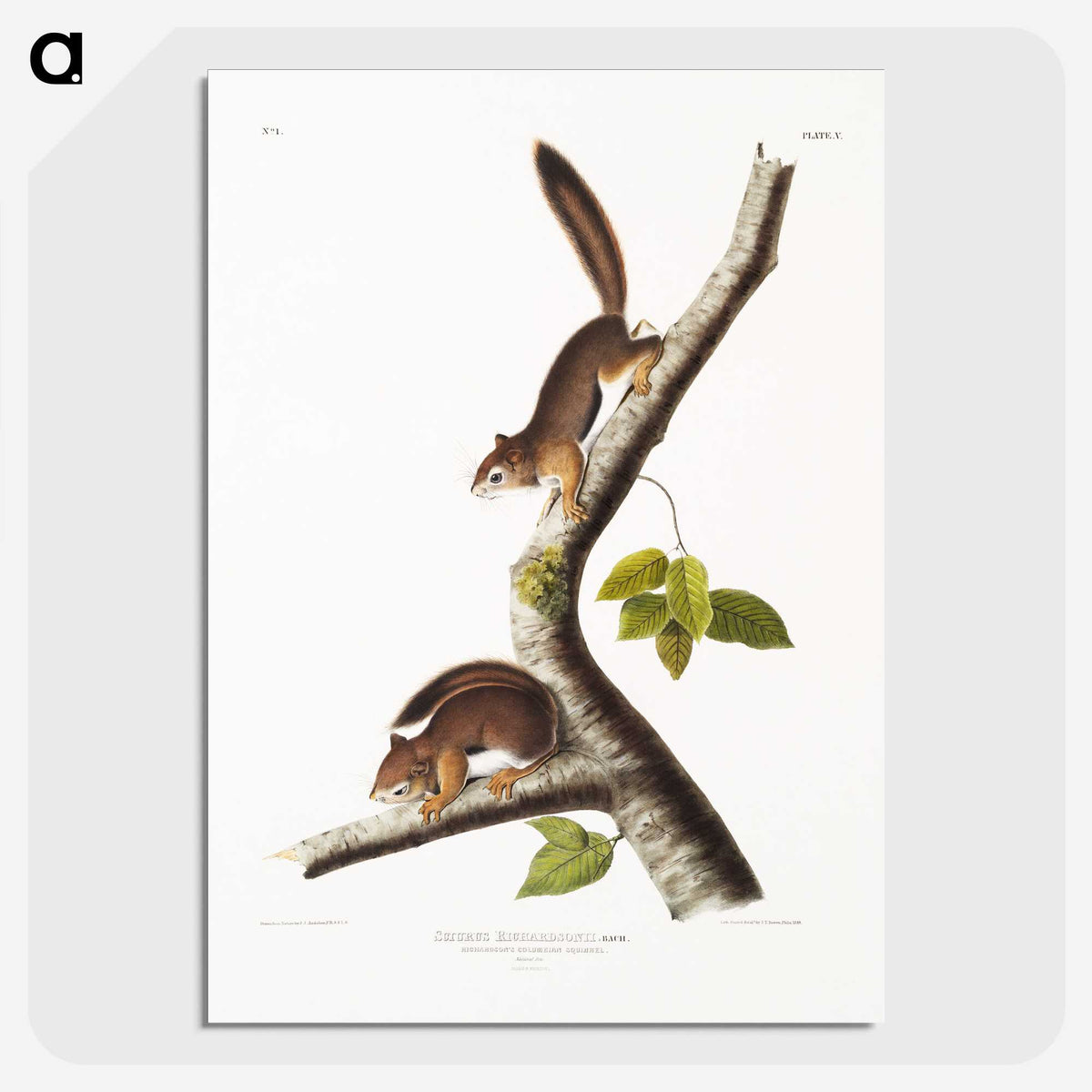 1-34_The-Viviparous-Quadrupeds_picture-crop